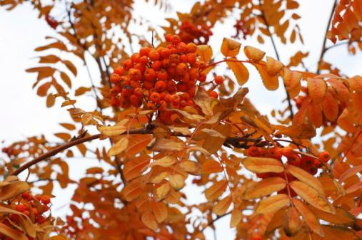 Deer like rowan. (Thinkstock/PA)