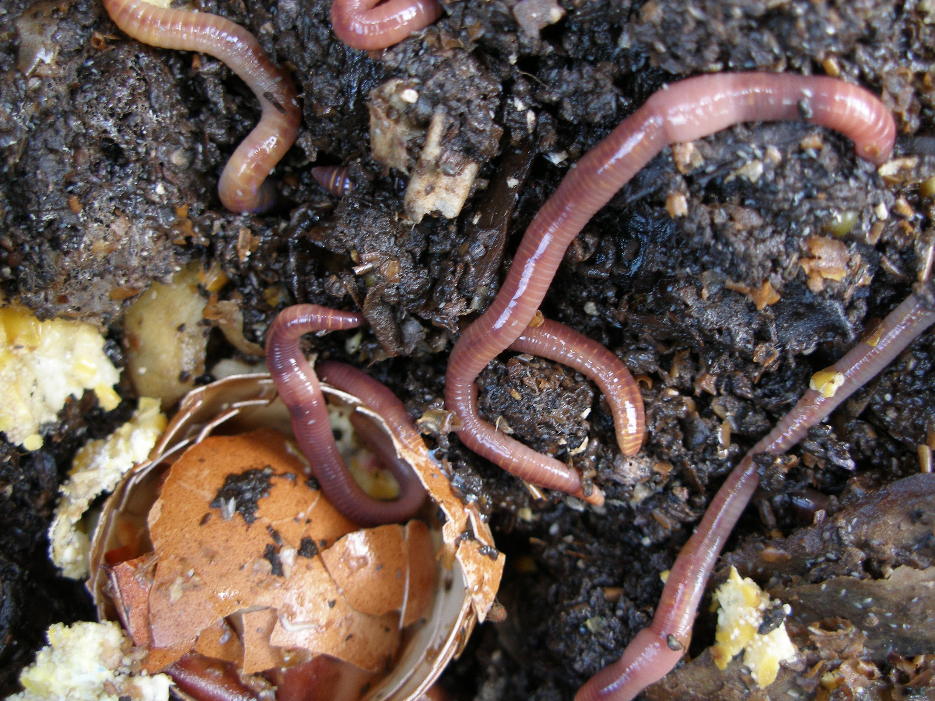 Worms help soil breathe. (Rachael Tanner/RHS/PA)