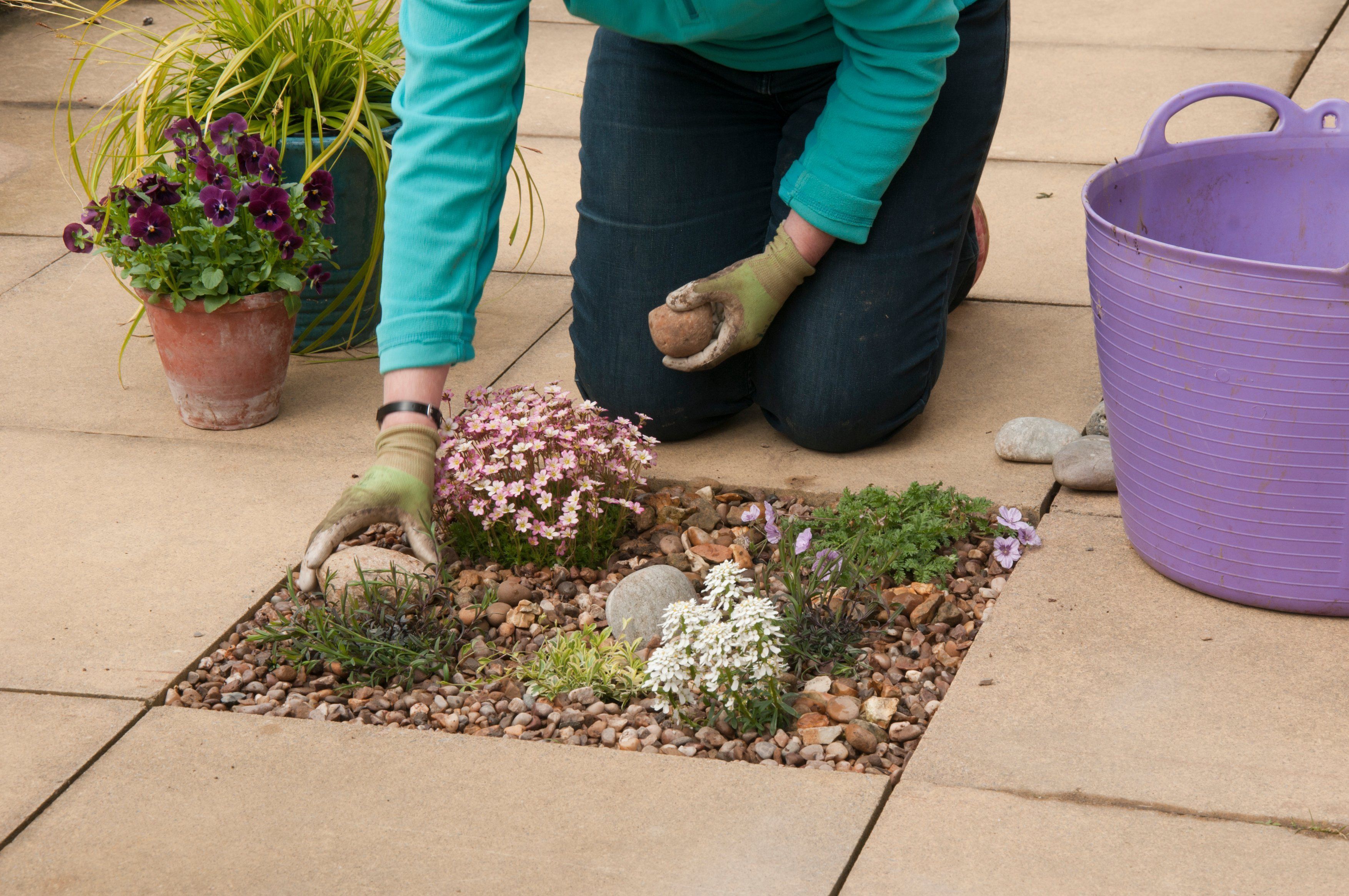 Make planting pockets in paving. (RHS/PA)