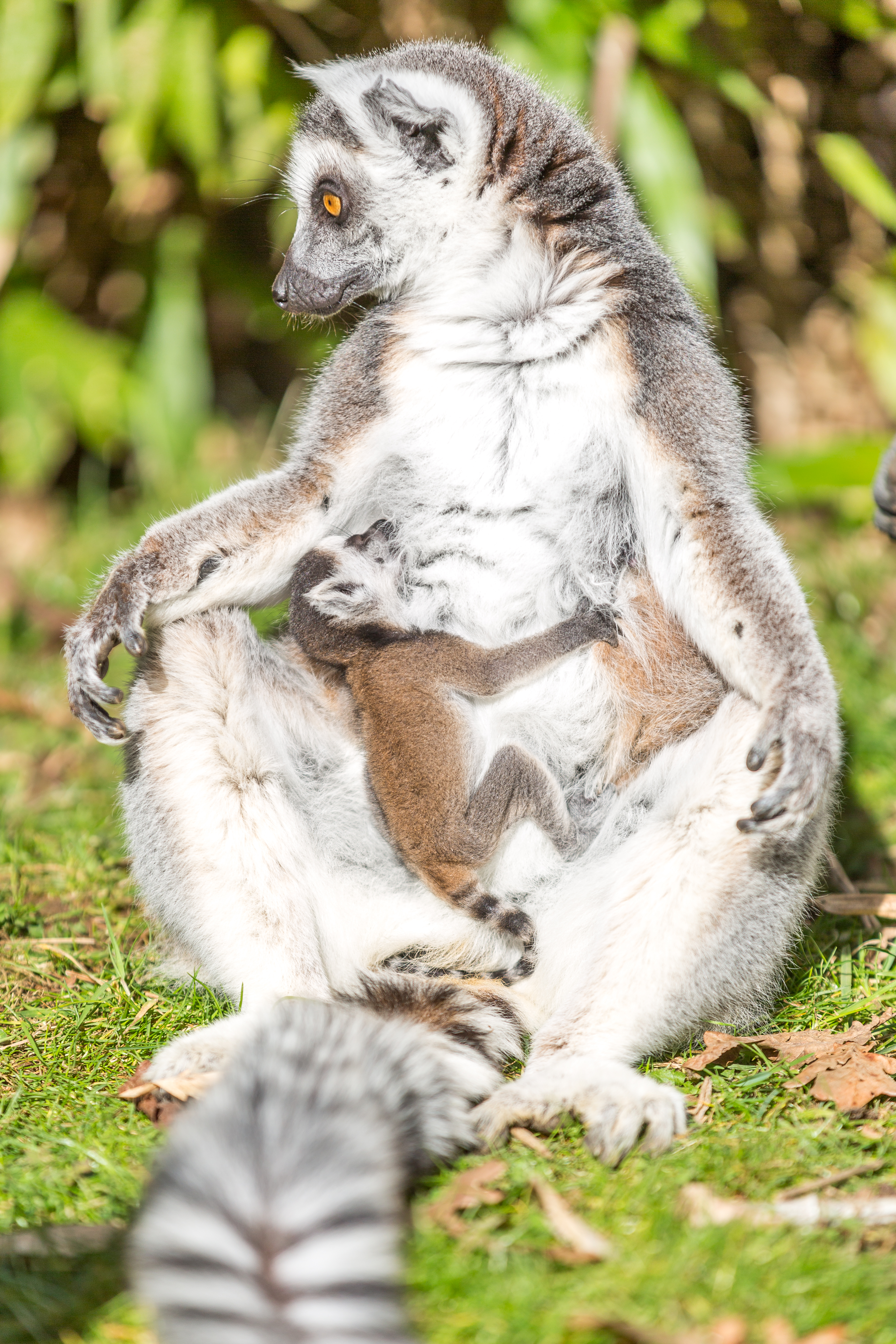 Newborn lemur at Woburn Safari Park with its mother (Woburn Safari Park)