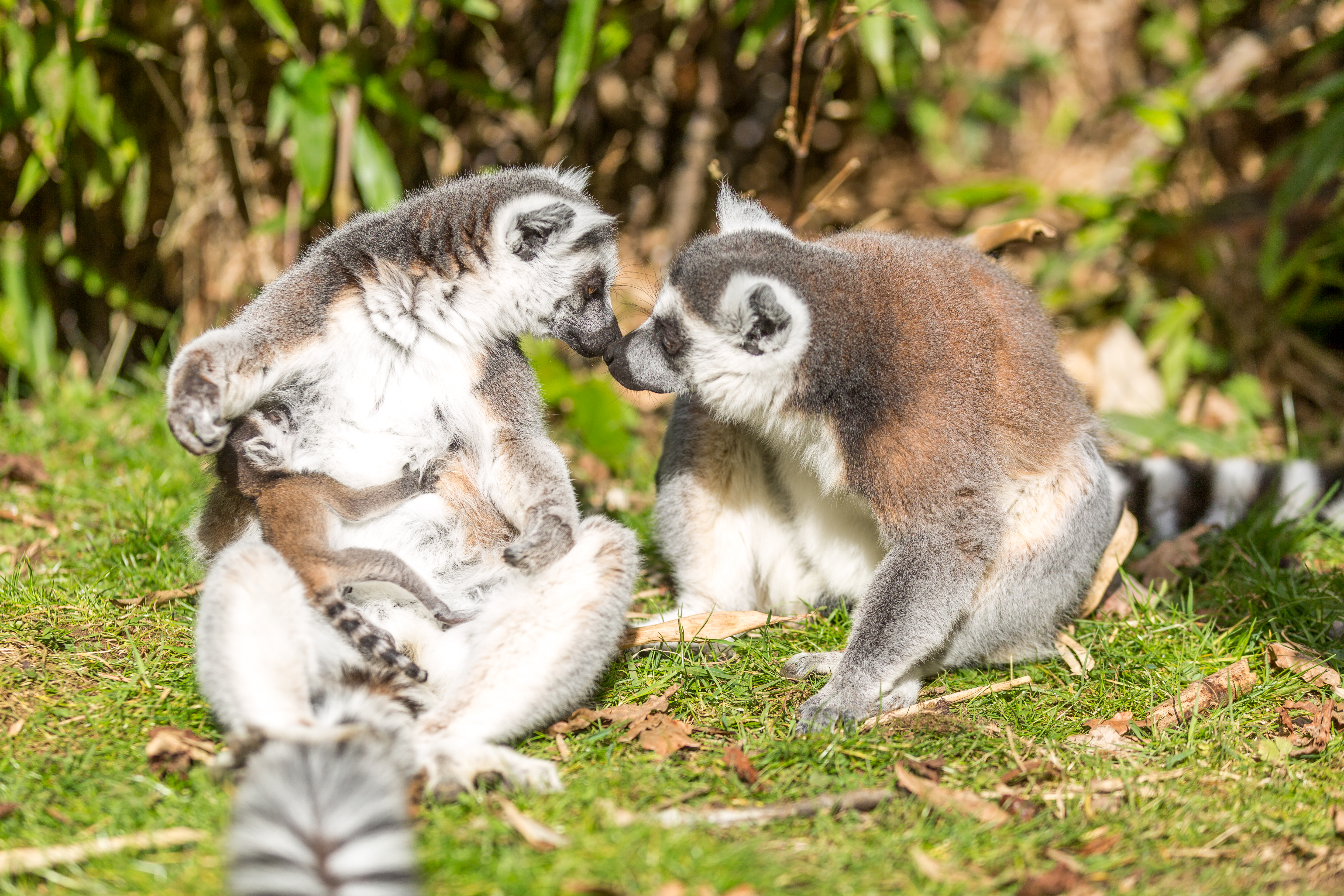 Newborn lemur at Woburn Safari Park with its mother (Woburn Safari Park)