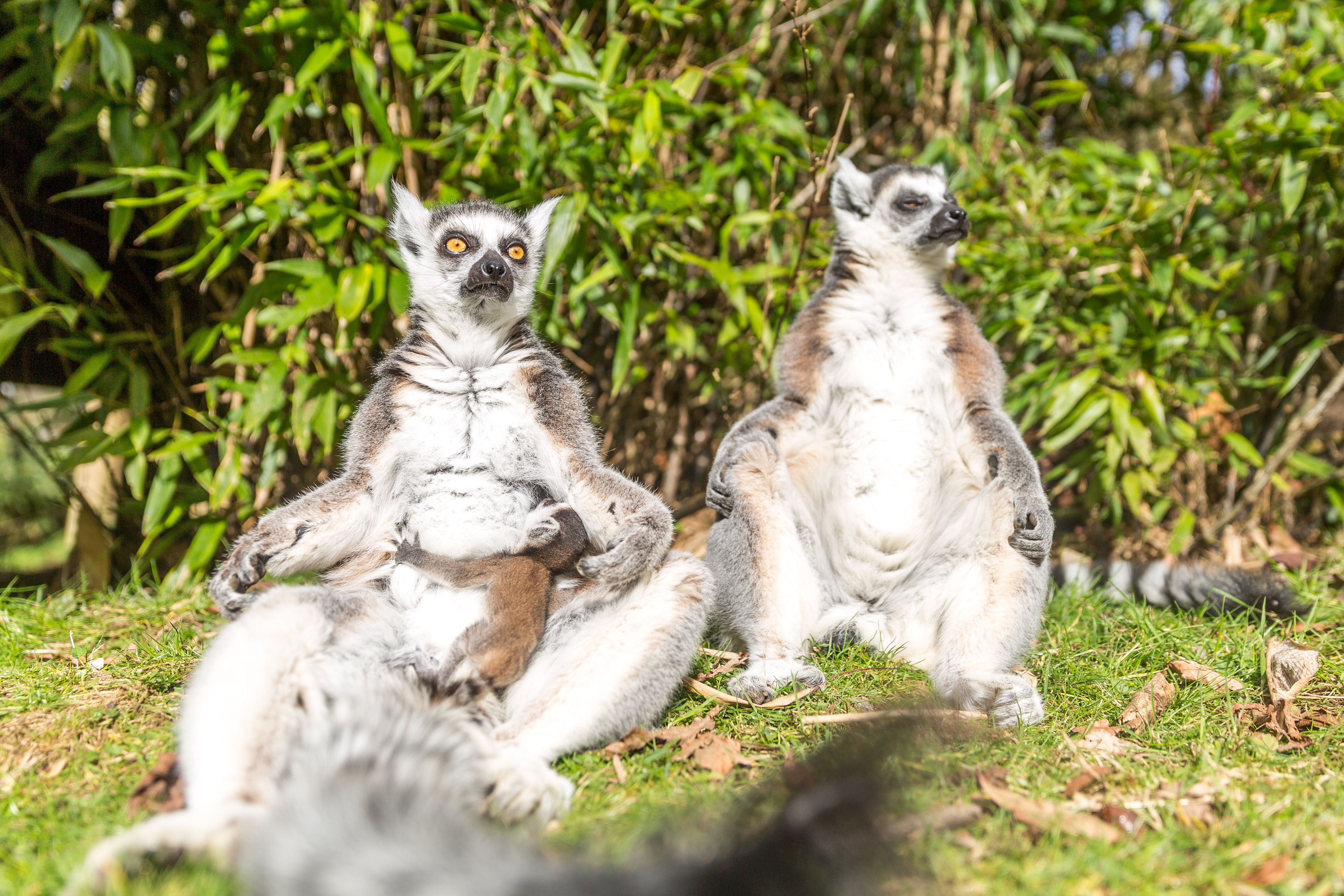 Newborn lemur at Woburn Safari Park with its mother (Woburn Safari Park)