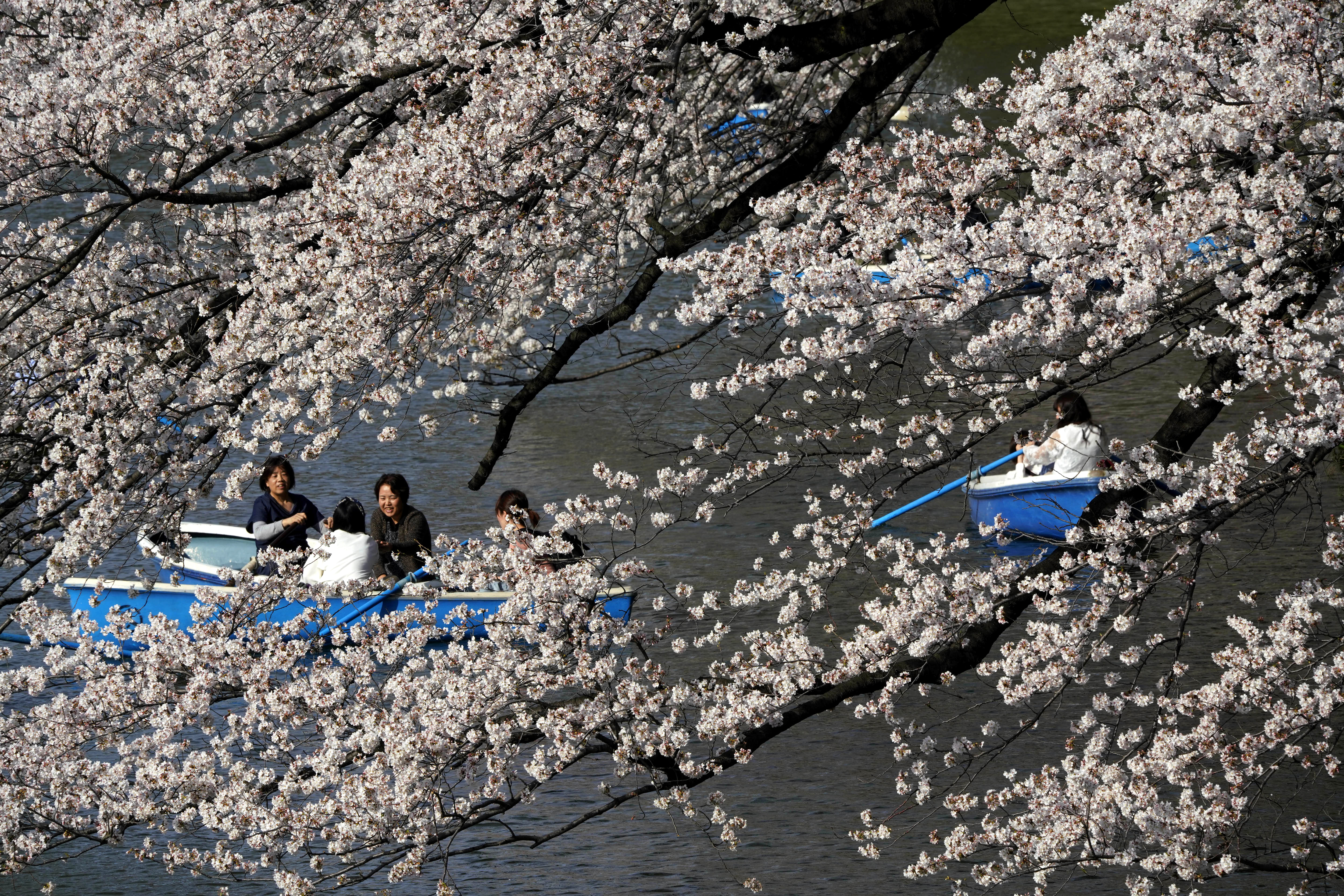 Cherry blossoms in Tokyo