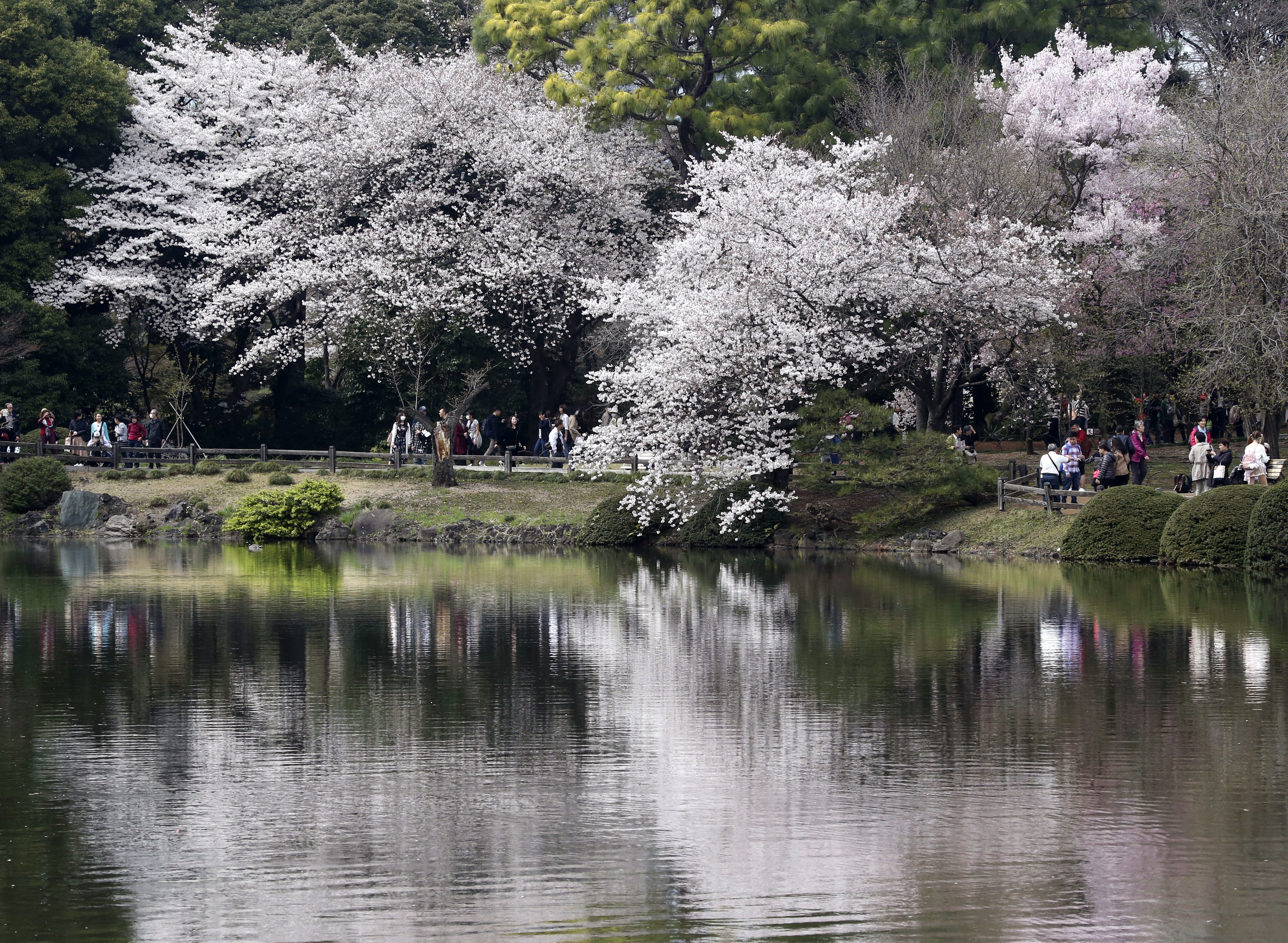 Cherry blossoms Tokyo