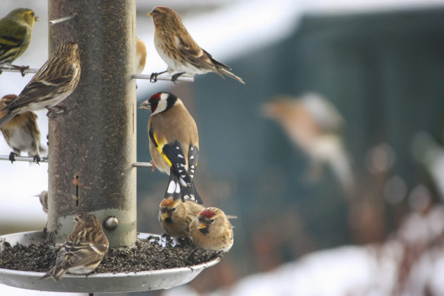 Some 6.7 million birds were spotted in this year's Big Garden Birdwatch (Jenny Tweedie/RSPB/PA)