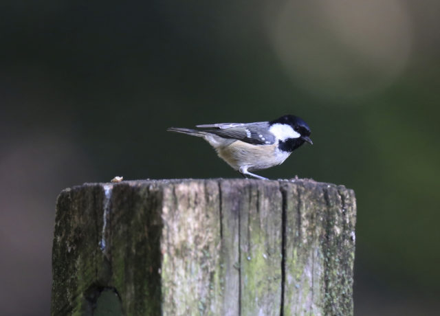 Coal tit sightings were up 15% on last year, the Birdwatch reveals (Michael Harvey/RSPB/PA) 