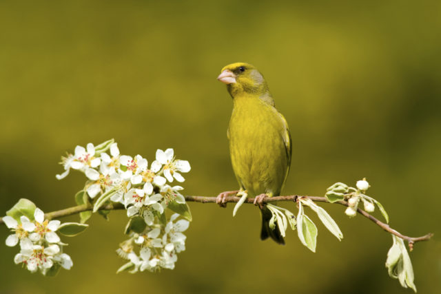 Conservationists welcomed the boost in sightings of greenfinches (Ben Hall/RSPB/PA)