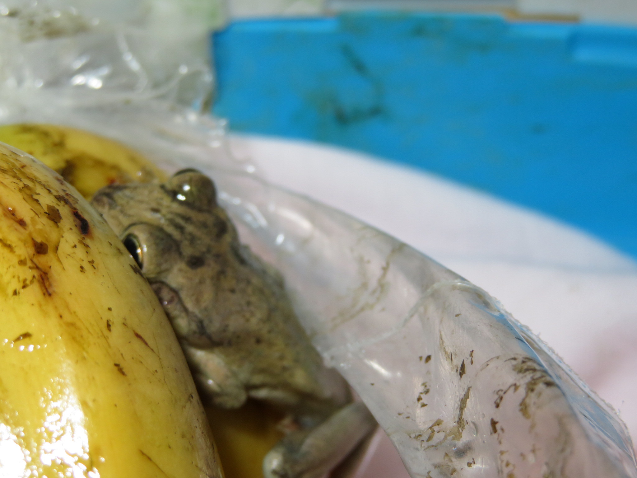 Tree frog found in Tesco bananas (RSPCA)