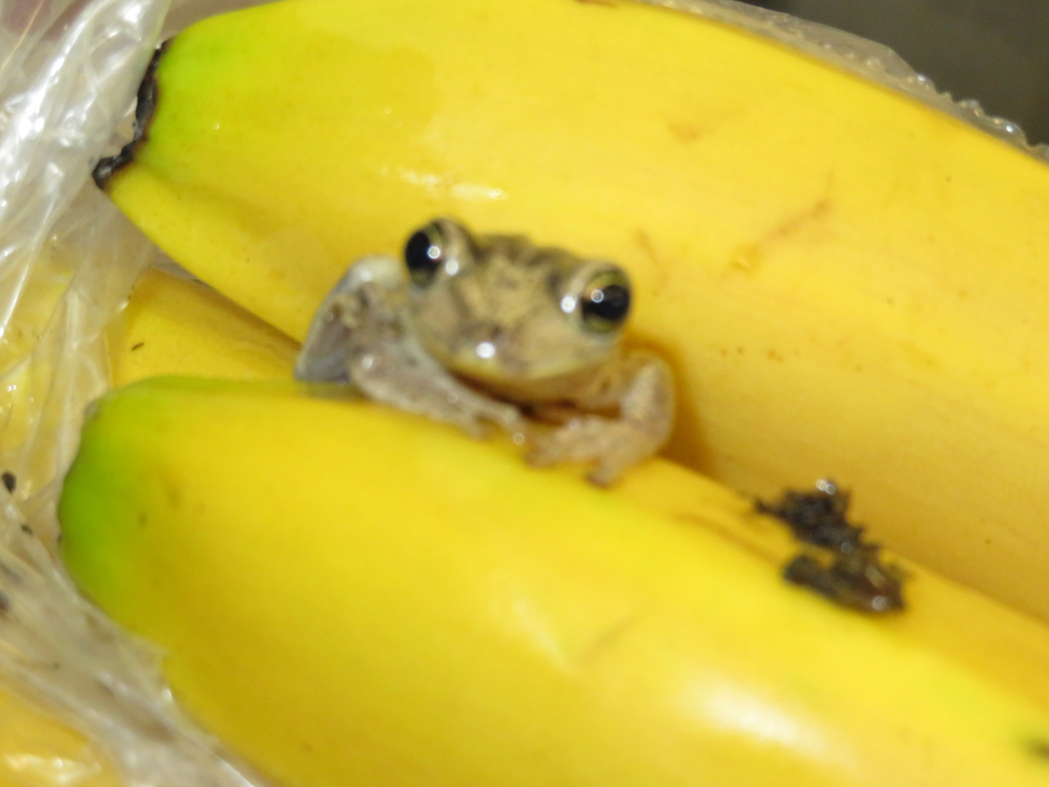 Tree frog found in Tesco bananas (RSPCA)