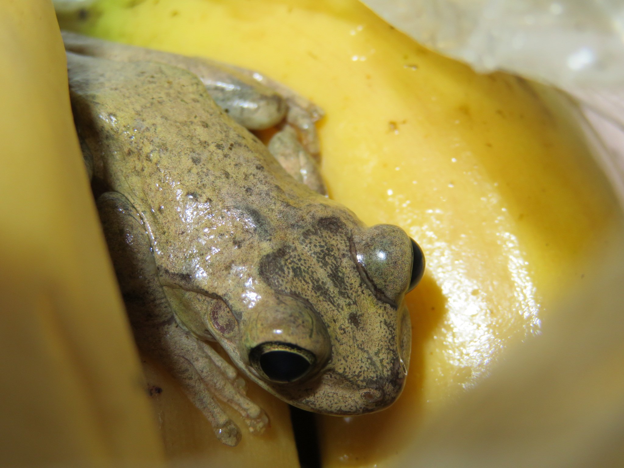 Tree frog found in Tesco bananas (RSPCA)