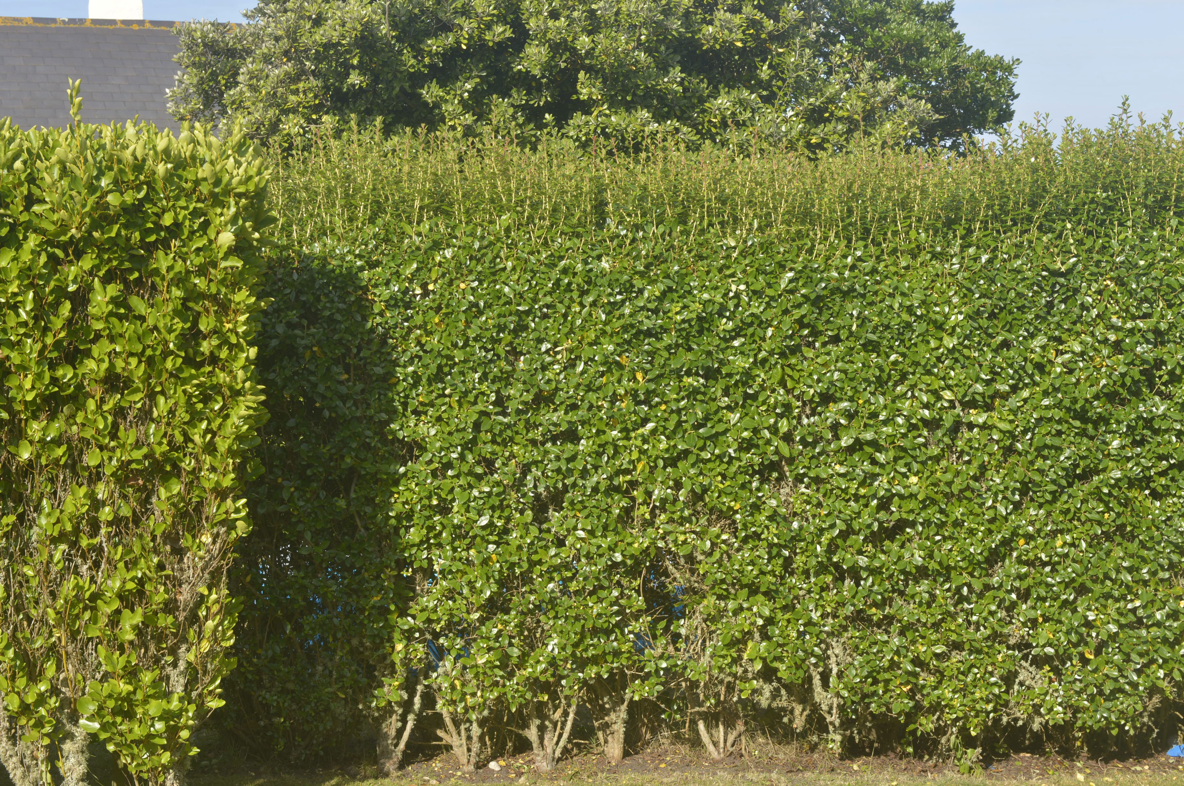 Use hedging to provide a natural screen. (Ben Birchall/PA)