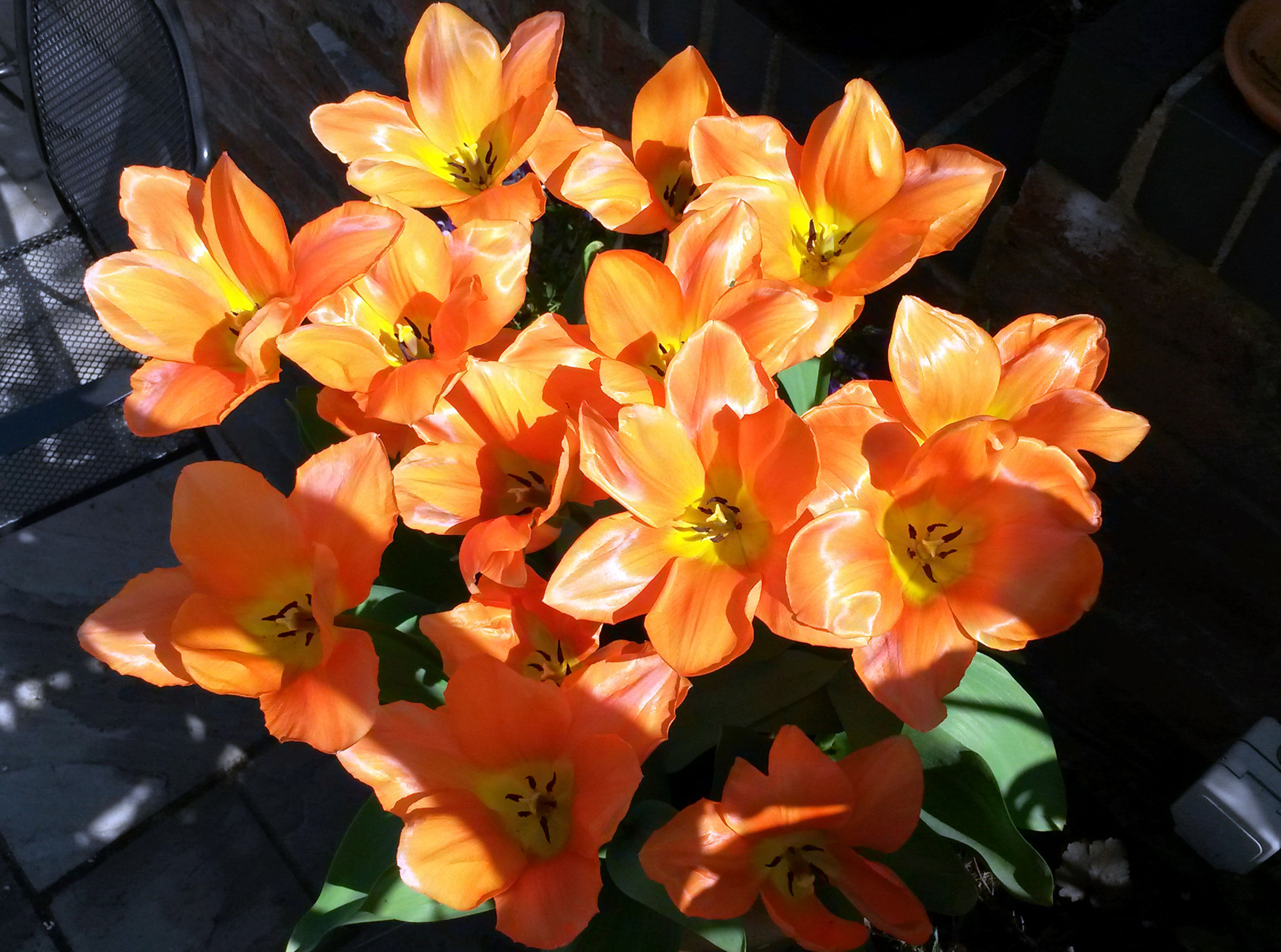 Orange tulips will add spring colour. (Hannah Stephenson/PA)