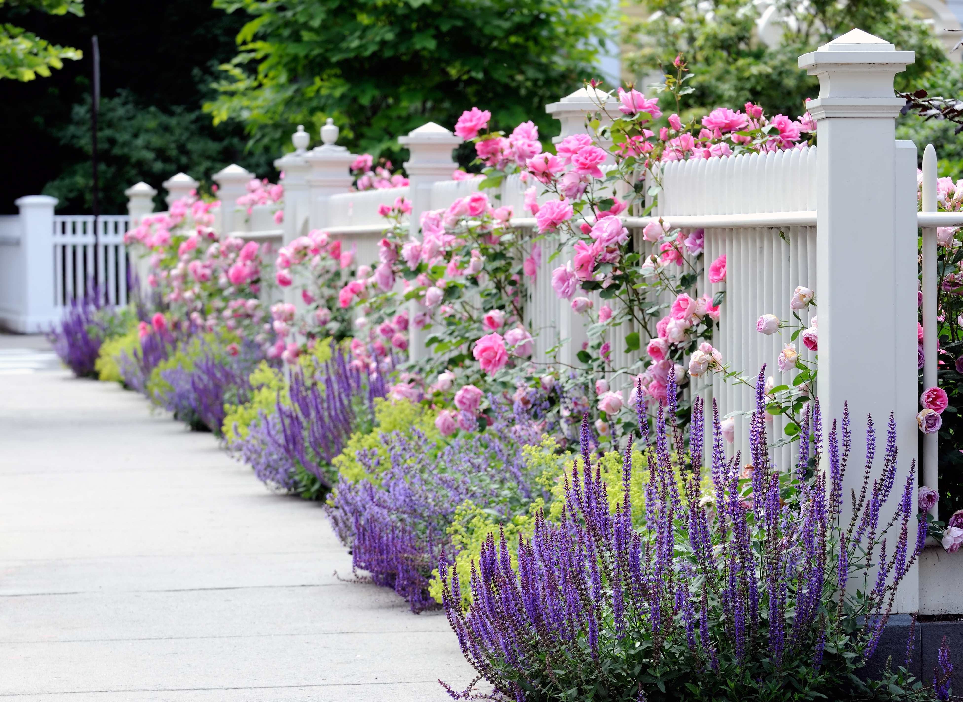 Think about how to enhance your fencing with planting. (Thinkstock/PA)