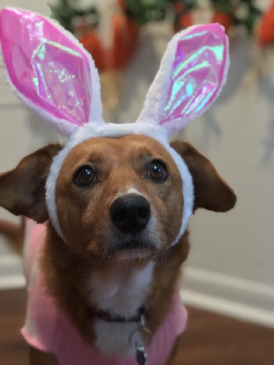 Dog in bunny ears