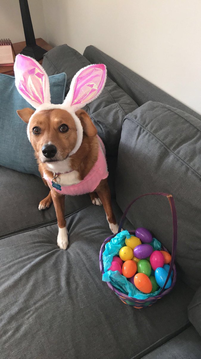 The easter bunny was at thw game. #easter #easterbunny #phillies