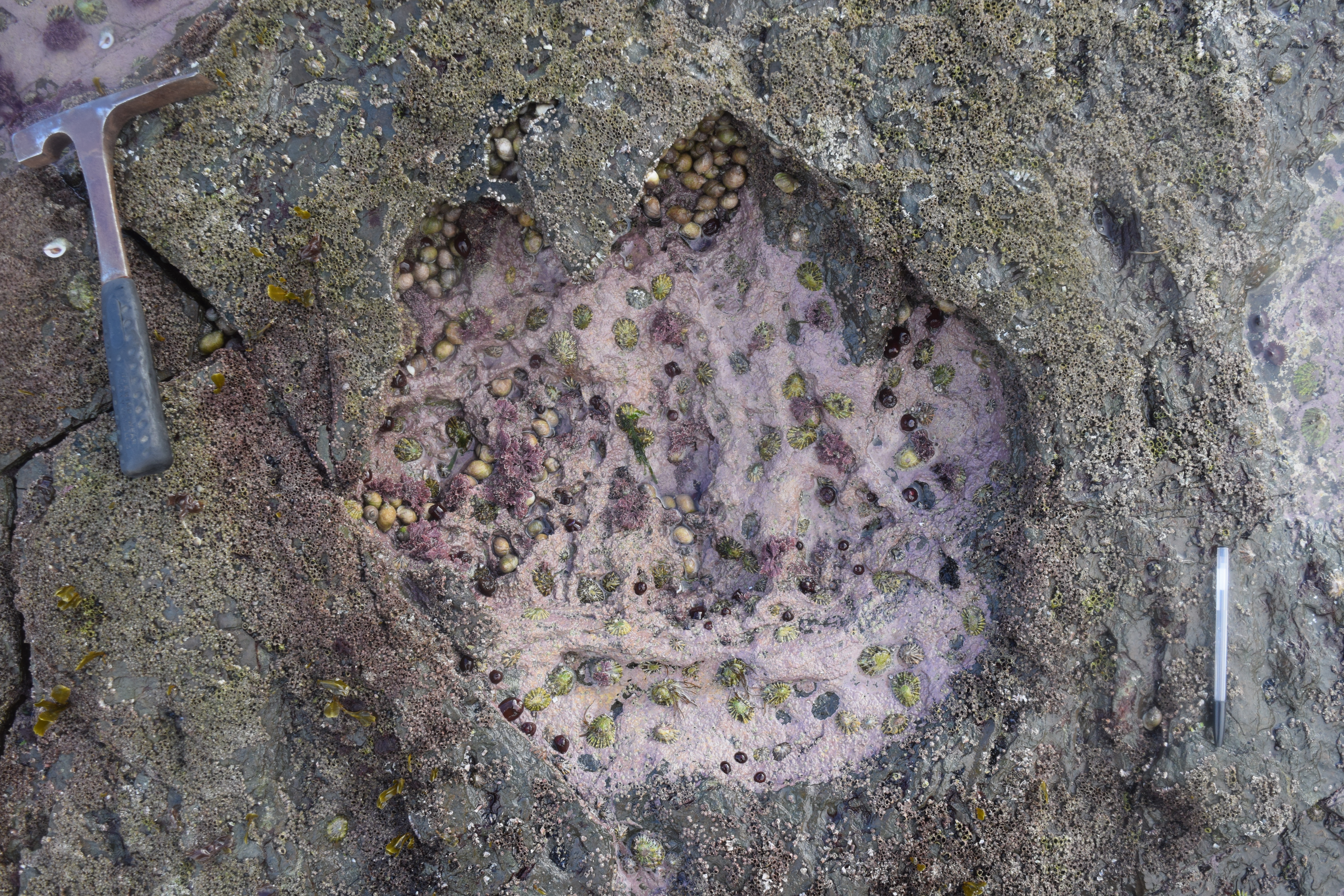 The sauropod footprint shows the giant reptile's toes outlines (Paige dePolo)