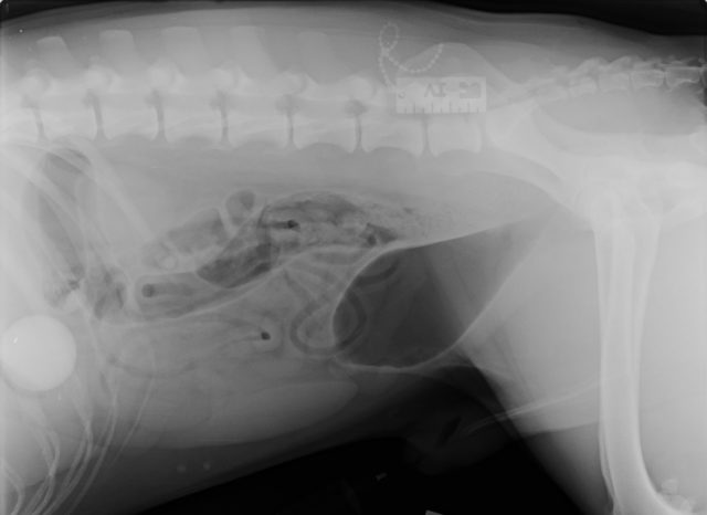 An x-ray found the golf ball in Pongo's stomach (PDSA/PA)