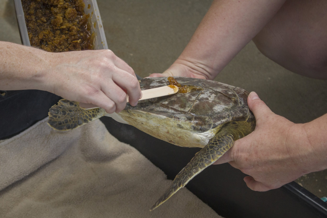 Keepers at Brevard Zoo in Florida are using honey to help heal injured ...