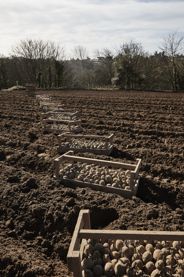 Jersey Royal potatoes delayed by 'beast from the east', Food & drink  industry