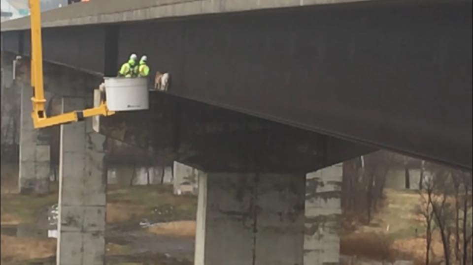 Goats being rescued