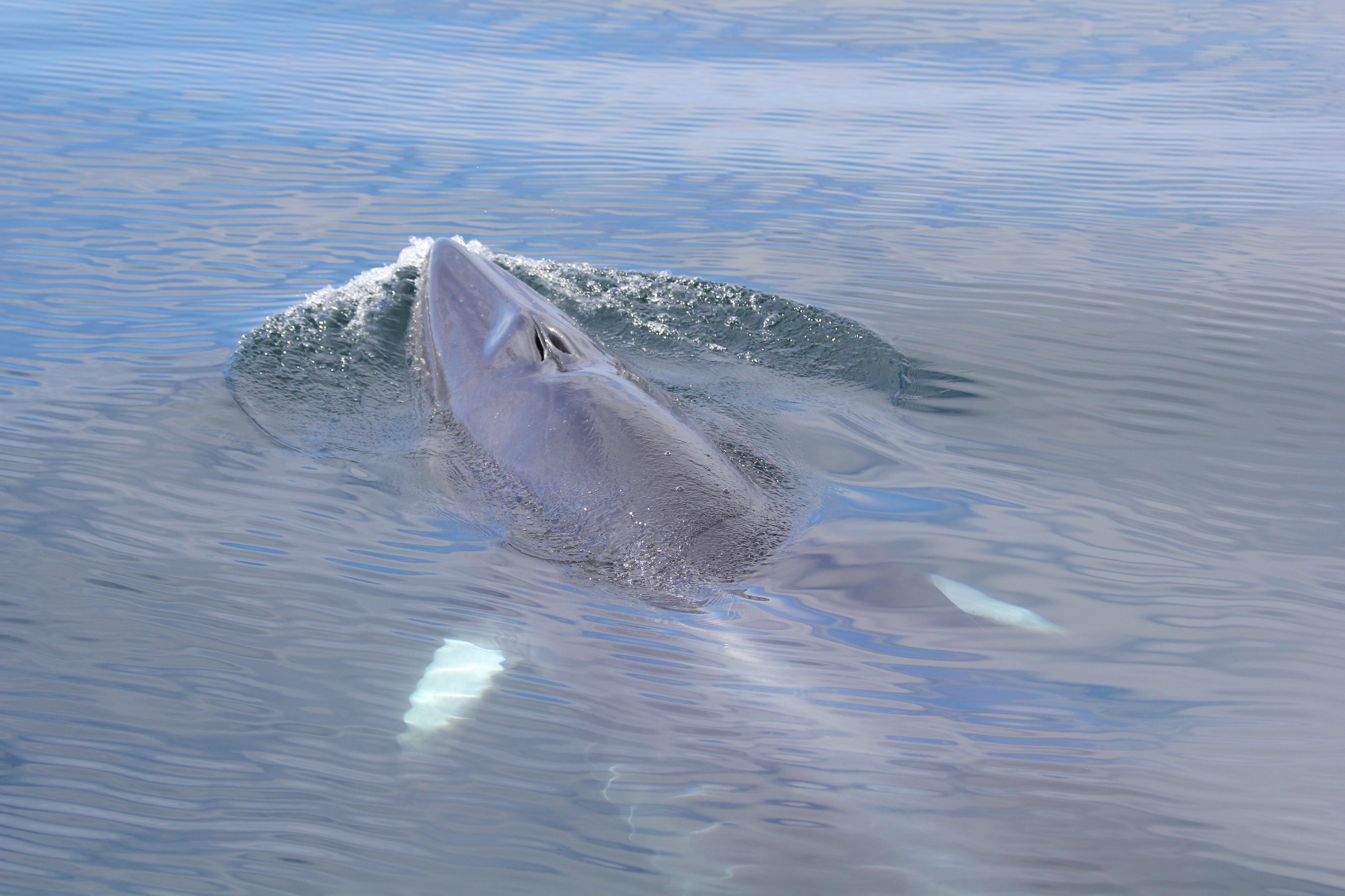 New technology will help to assess the health of cetaceans (HWDT)
