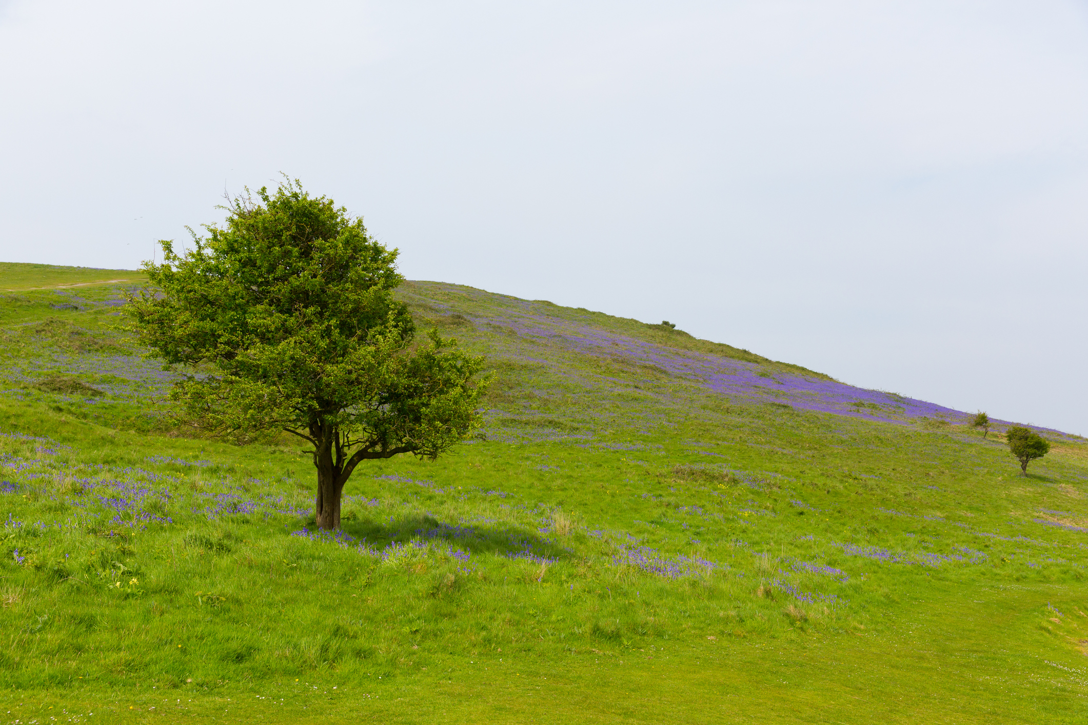 Brean Down bluebell field Somerset in the spring