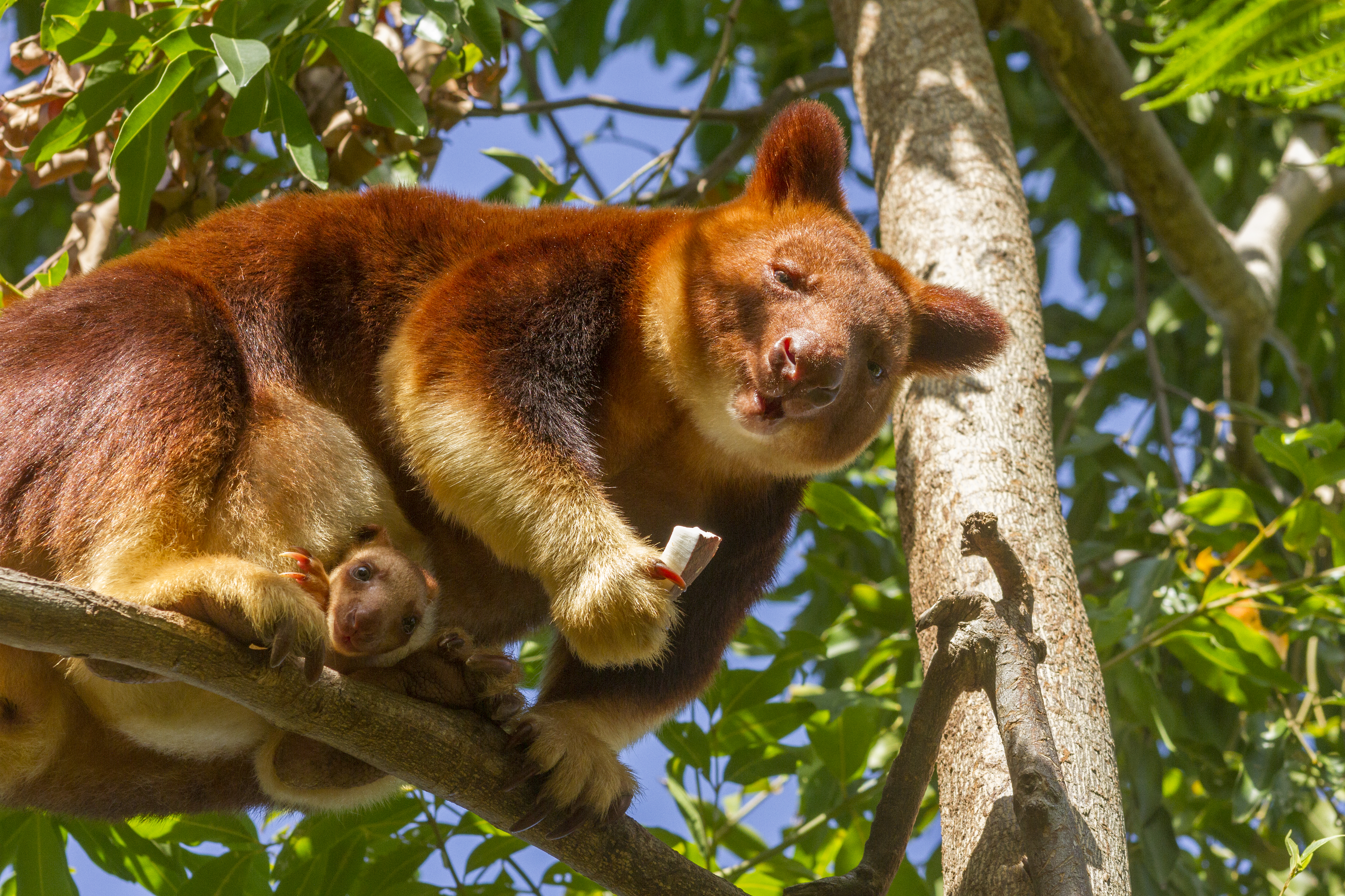 The kangaroos in the trees