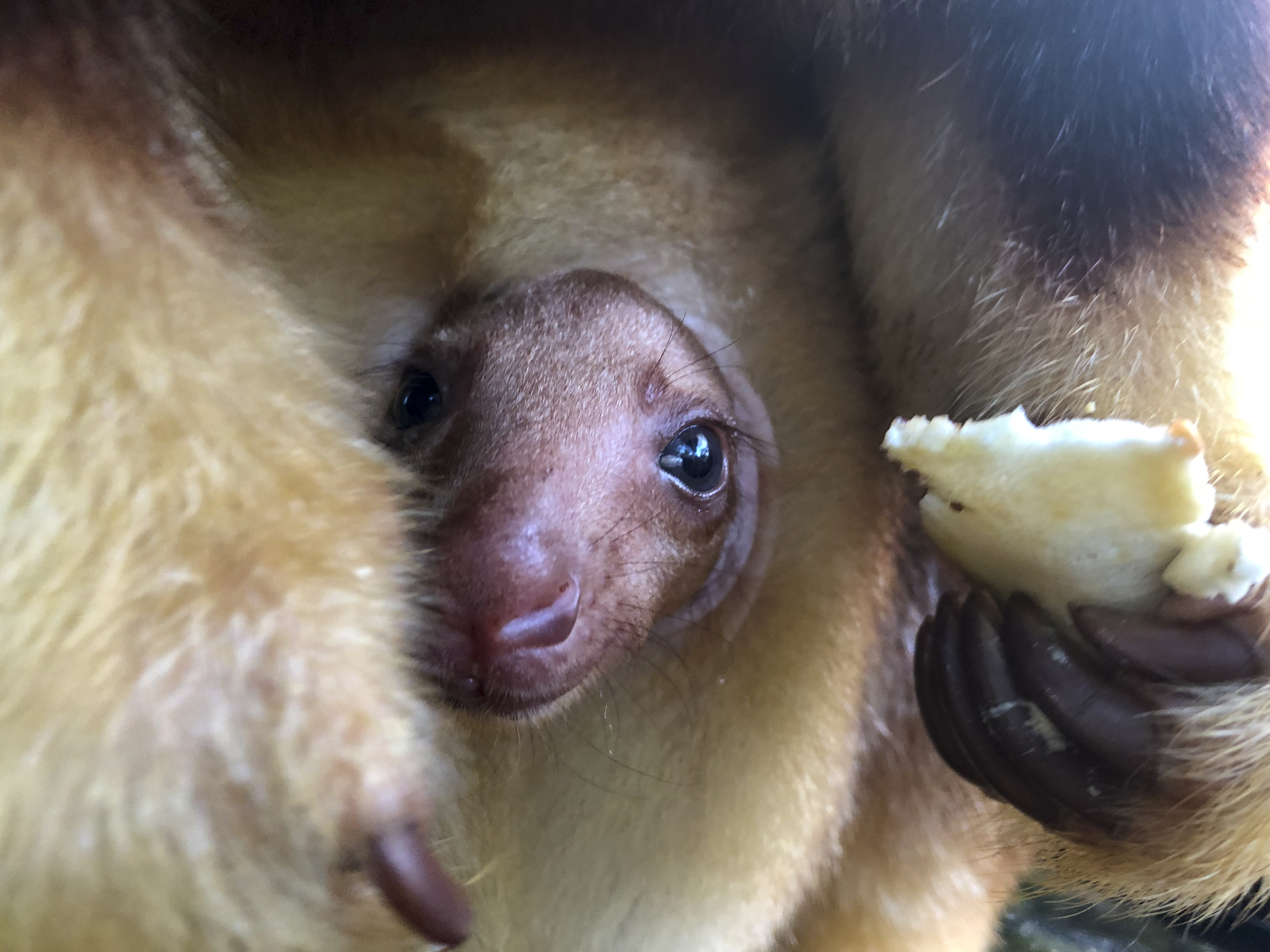 The little joey looking out their pouch