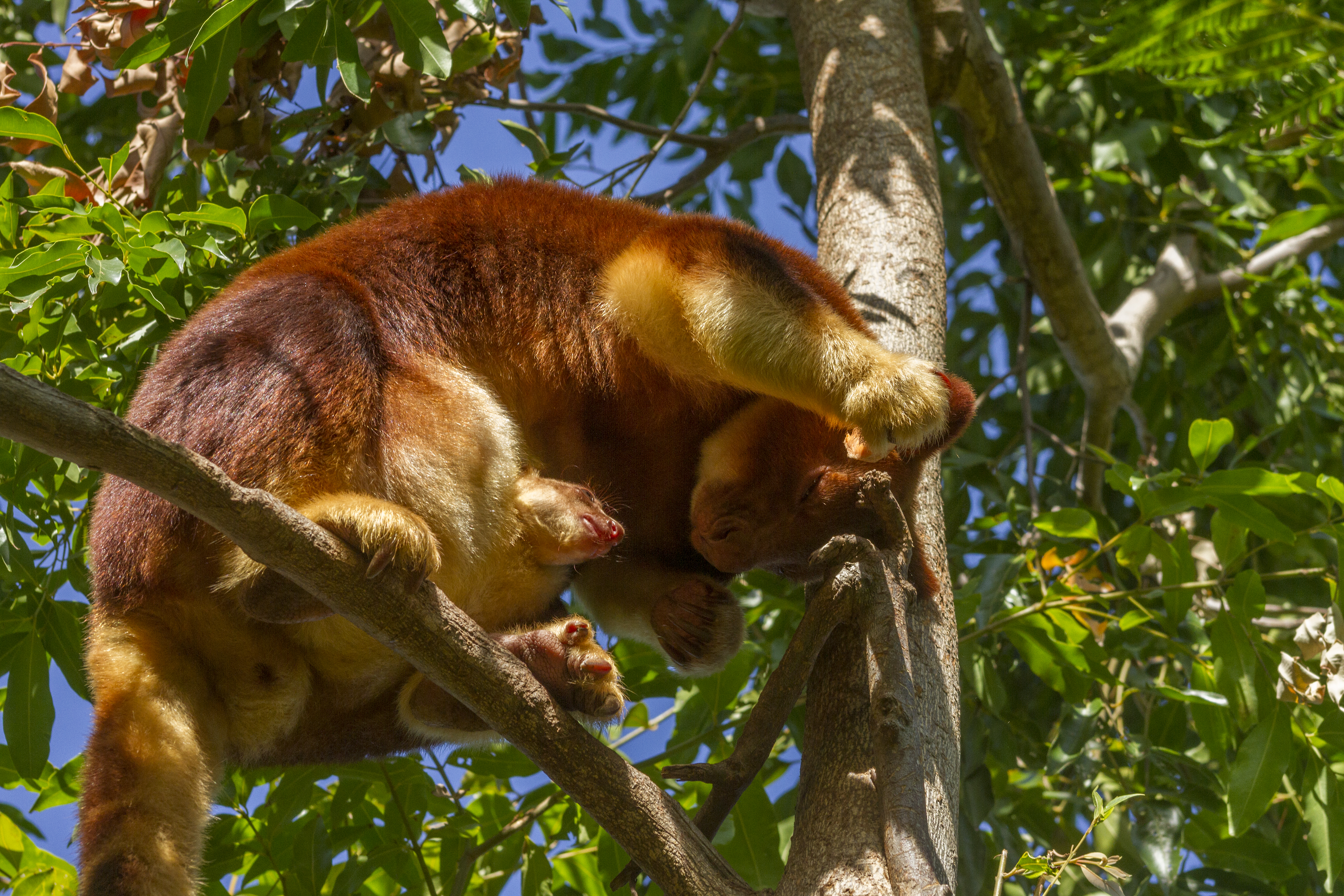 The joey in the trees with mum