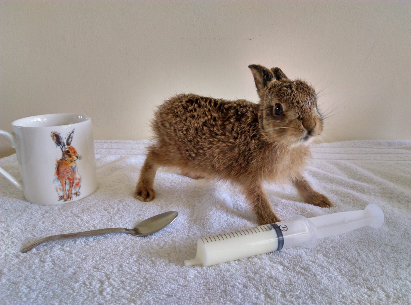 newborn baby hare