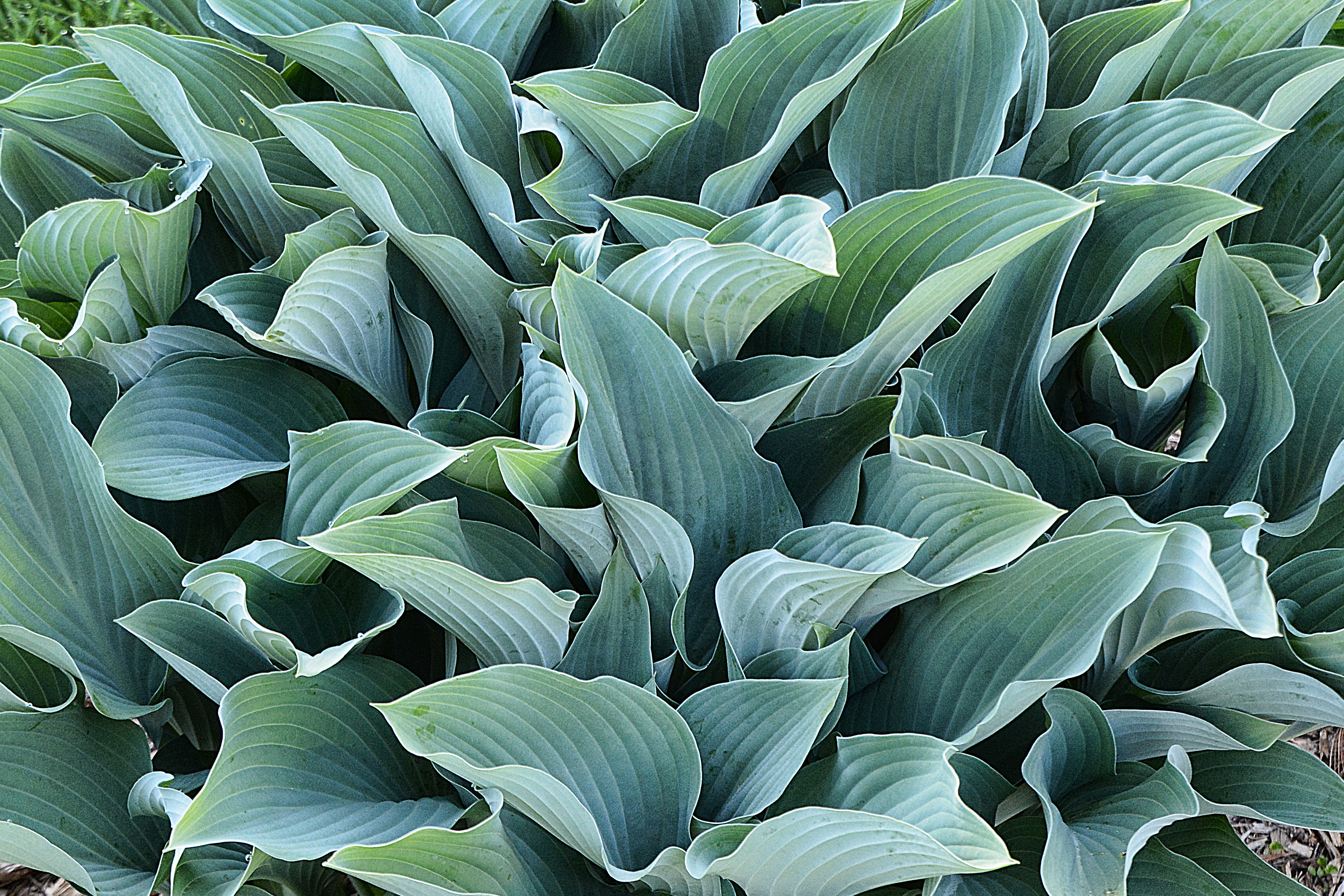 Hostas like damp conditions, but watch out for slugs. (Thinkstock/PA)