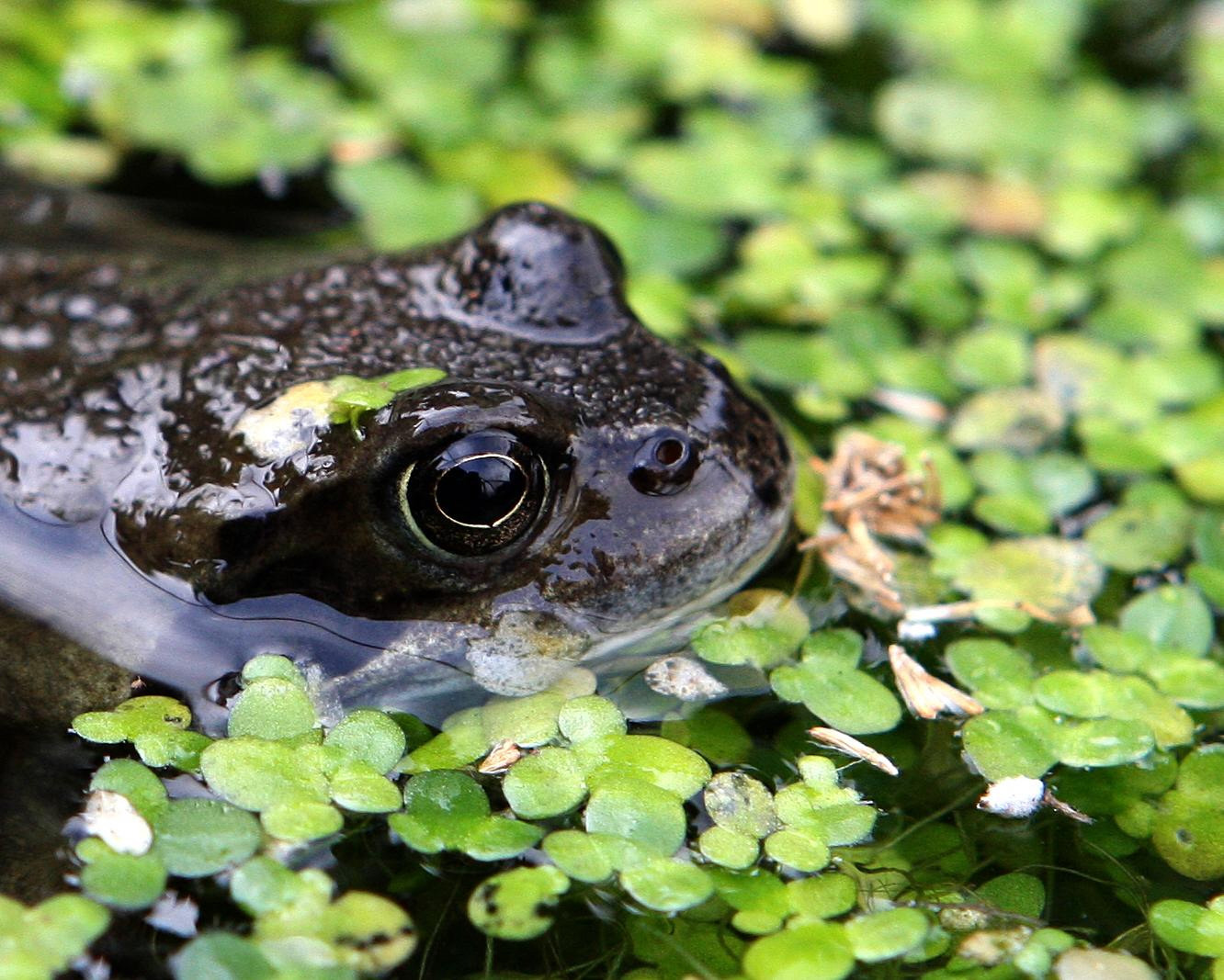 Frogs are attracted to bog gardens. (Andrew Milligan/PA)