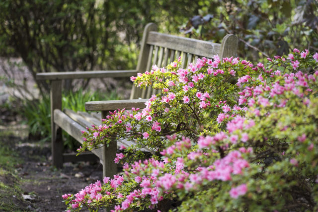 Rhododendrons, like this one flowering last year, are late this year because of the cold weather (Joanna Kossack/RHS/PA)