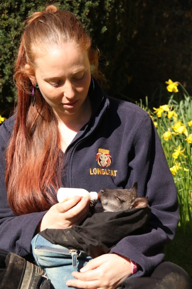 Keeper Gemma Short with Newt the wallaby at Longleat (Ian Turner/PA)