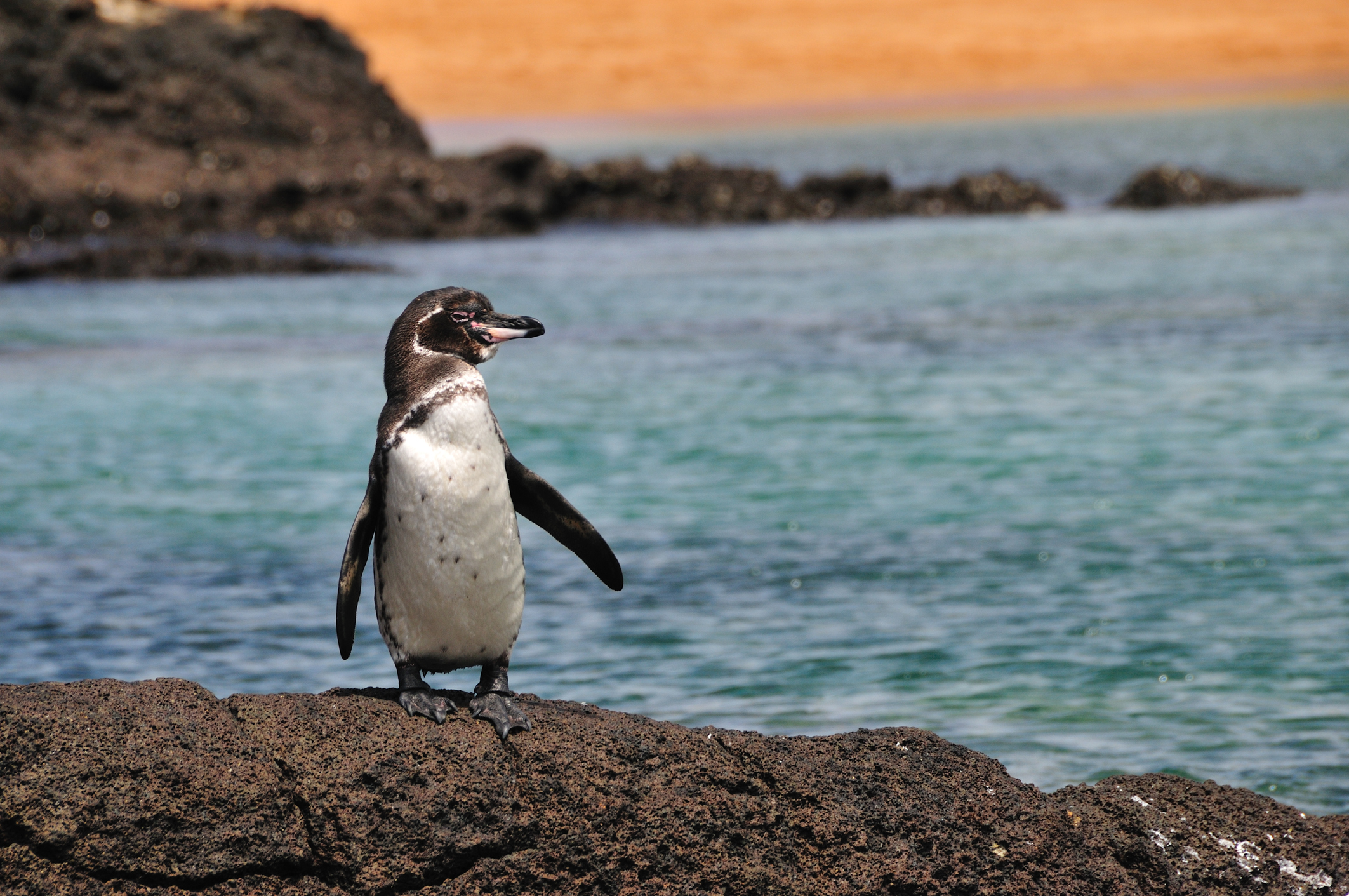 Galapagos penguin (Thinkstock/PA)
