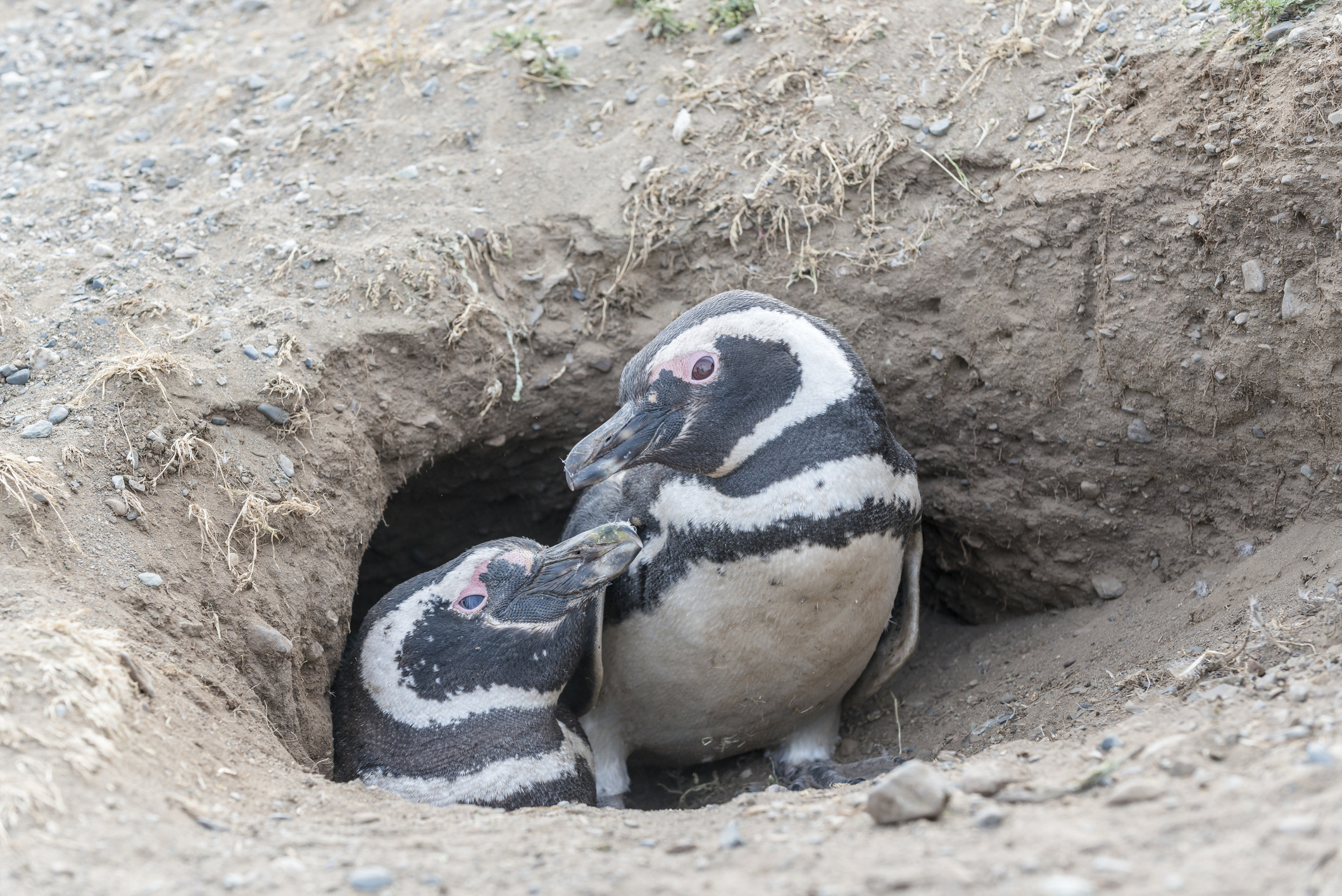 Magellanic penguins (Thinkstock/PA)