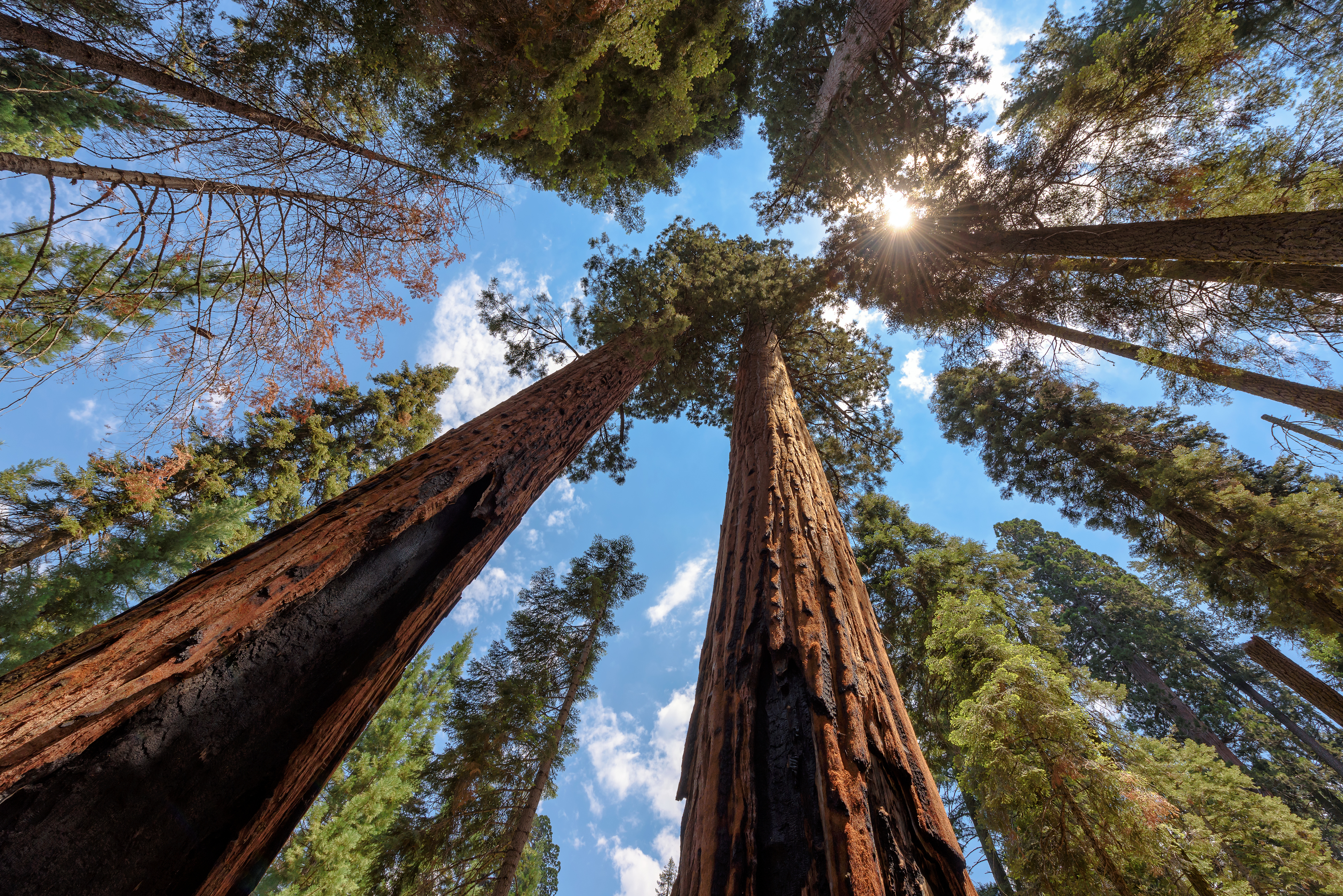 Wide-angle view of famous giant sequoia trees, known as giant redwoods or Sierra redwoods, on a beautiful sunny day with blue sky and clouds in summer, Sequoia National Park, California, USA.