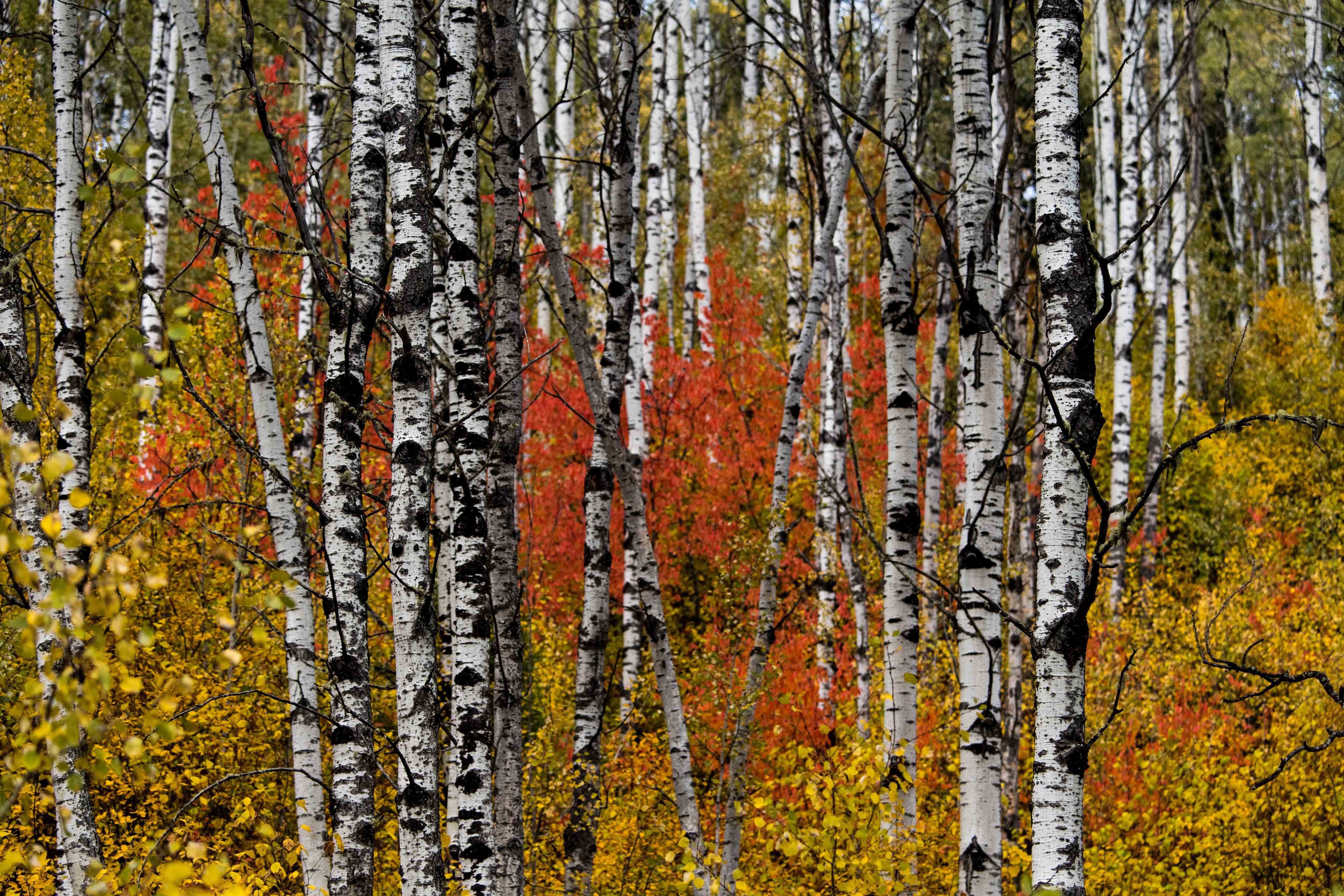 Undated Handout Photo of a birch forest in autumn colours, Cariboo Mountains, British Columbia, Canada. 