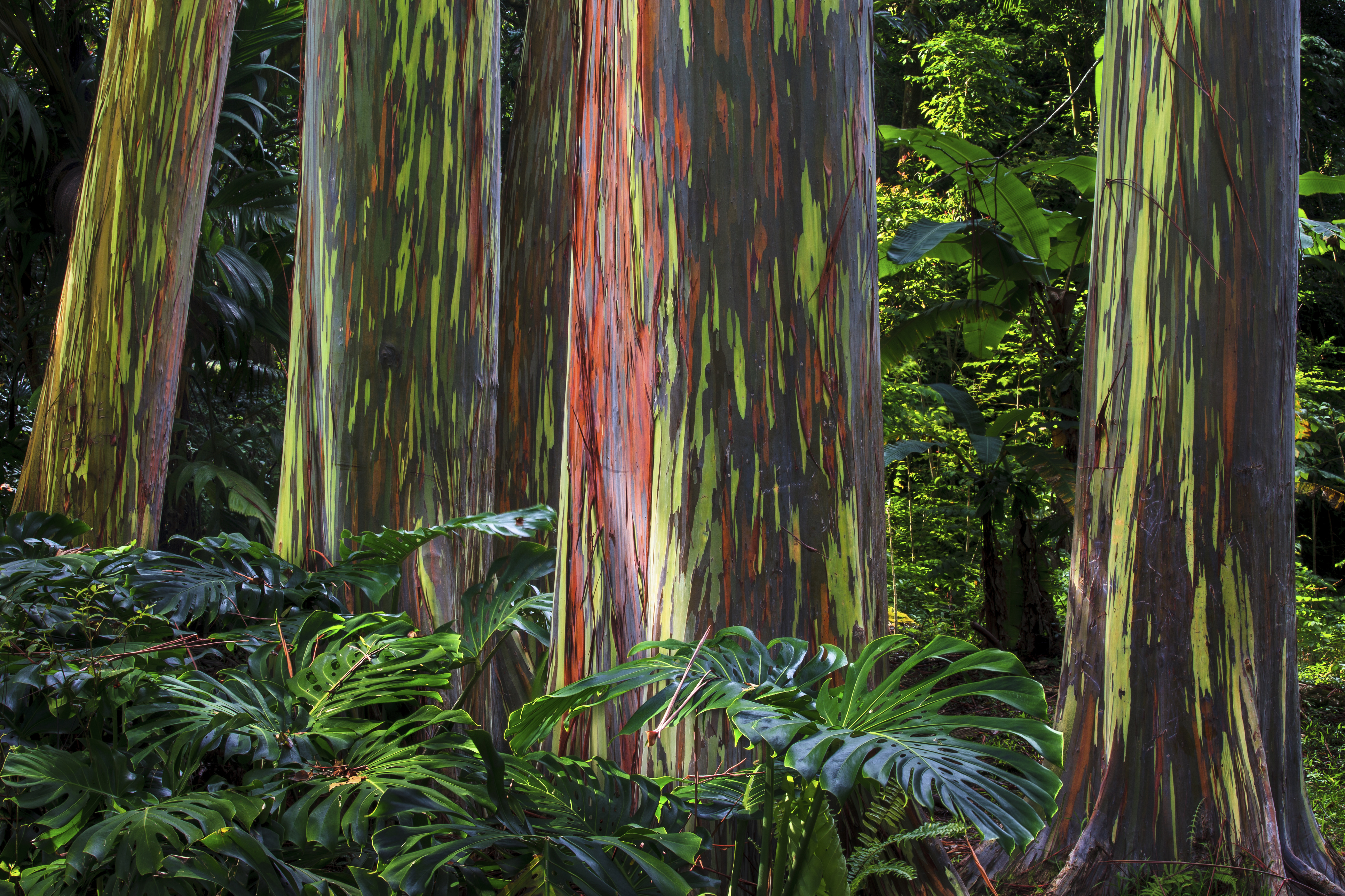 A grove of colourful Rainbow Eucalyptus trees at the Ke'anae Arboretum on Maui's famous Road to Hana, Hawaii, USA.