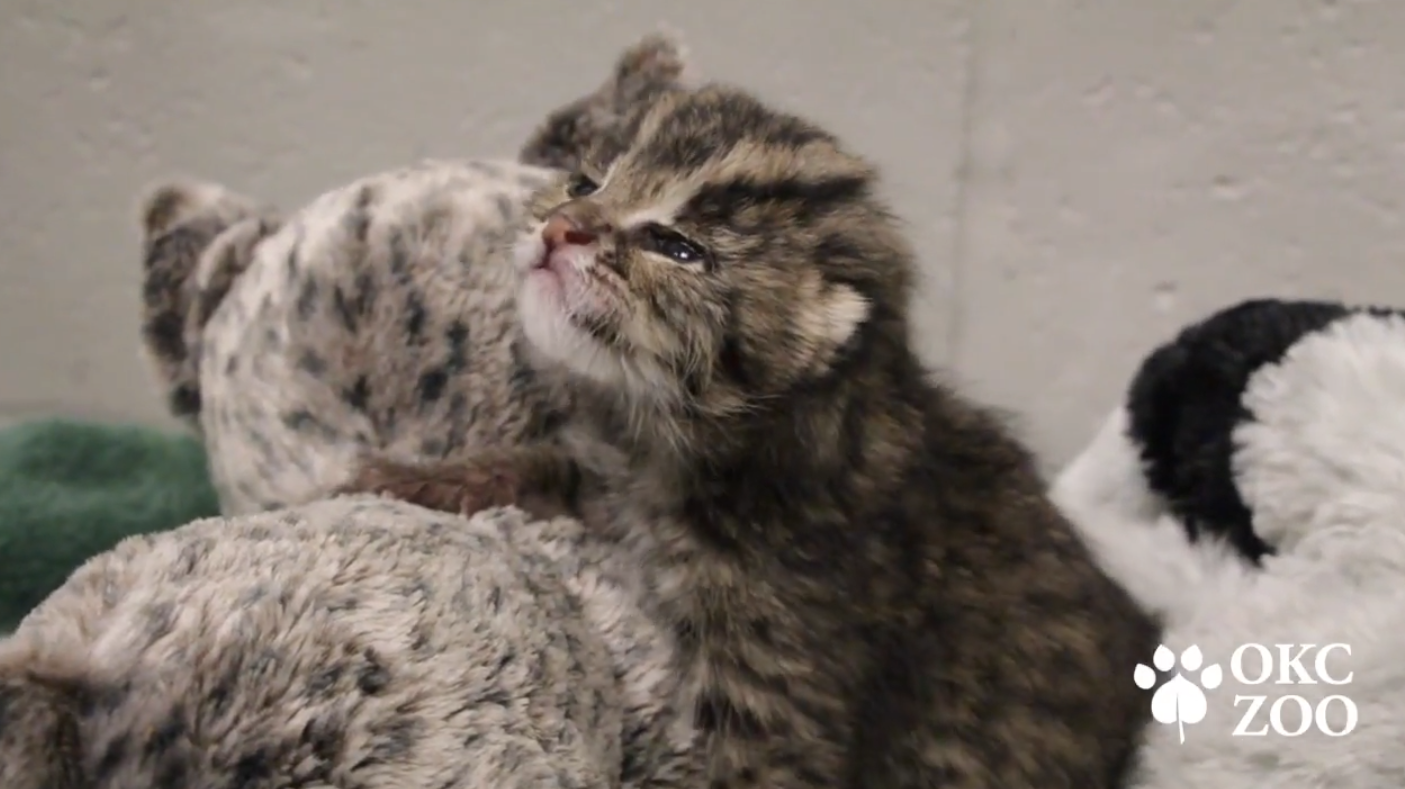 Newborn fishing cat at Denver Zoo is already on the hunt