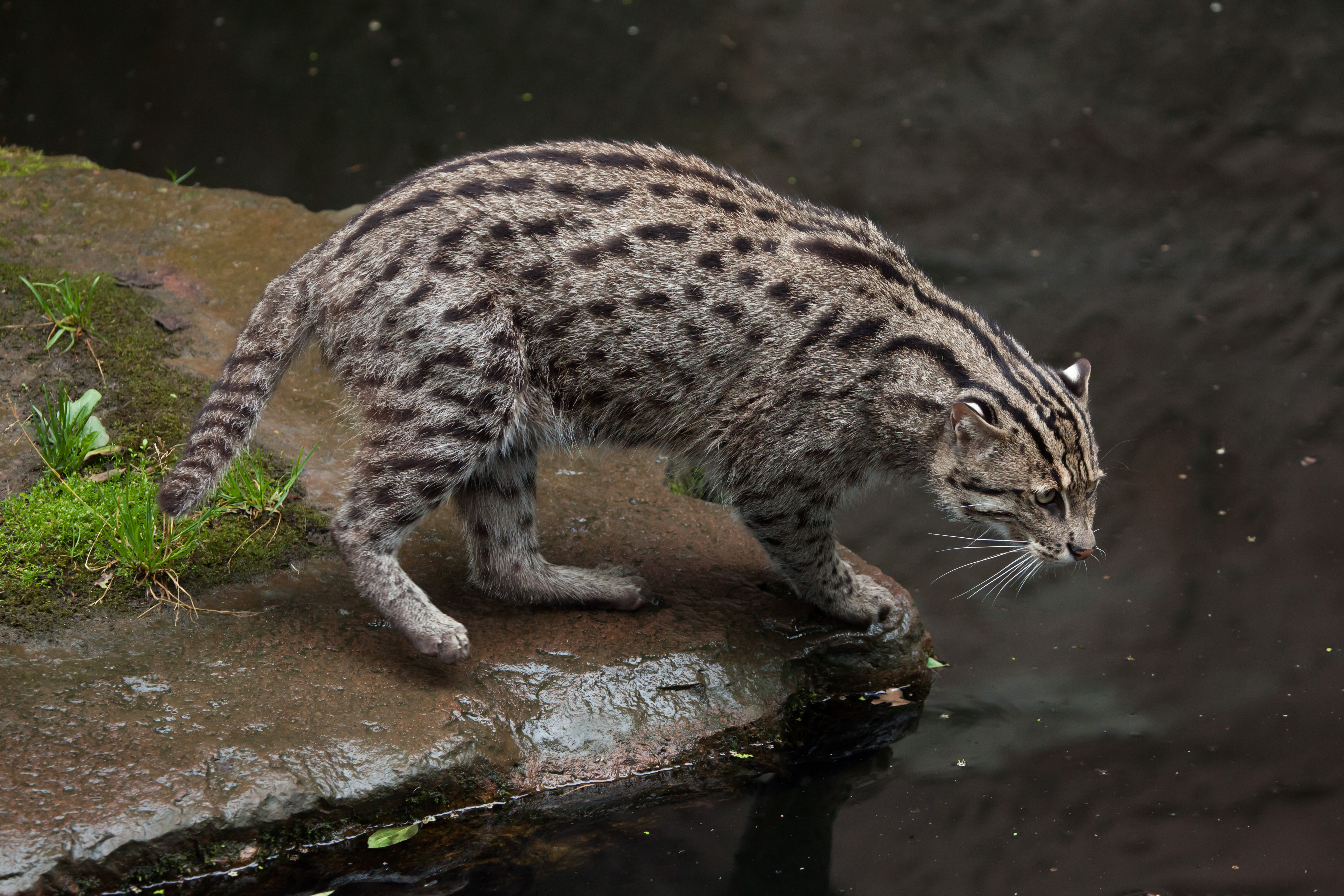 An adult fishing cat