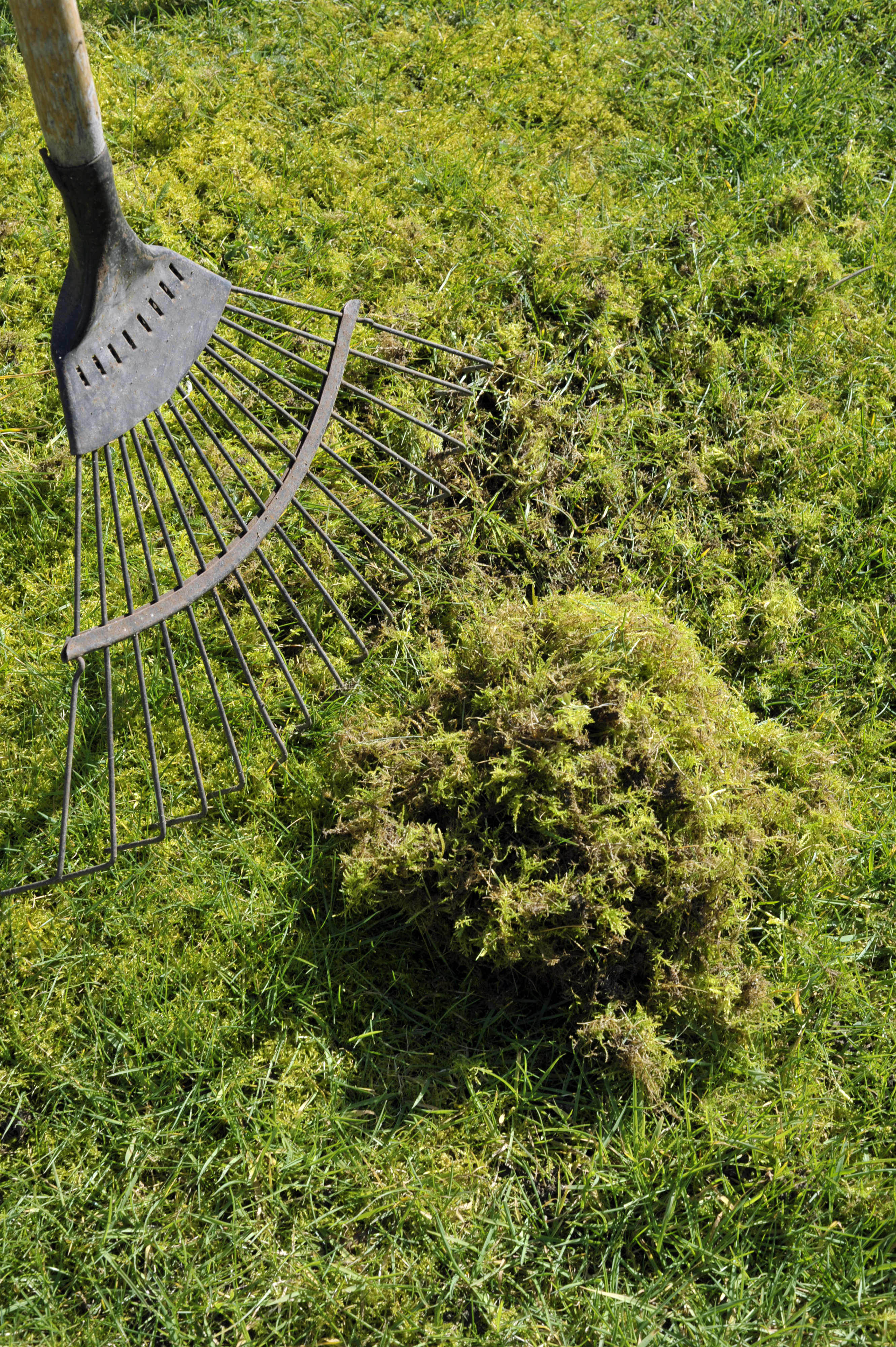 Use your muscles to rake moss off the lawn (Thinkstock/PA)