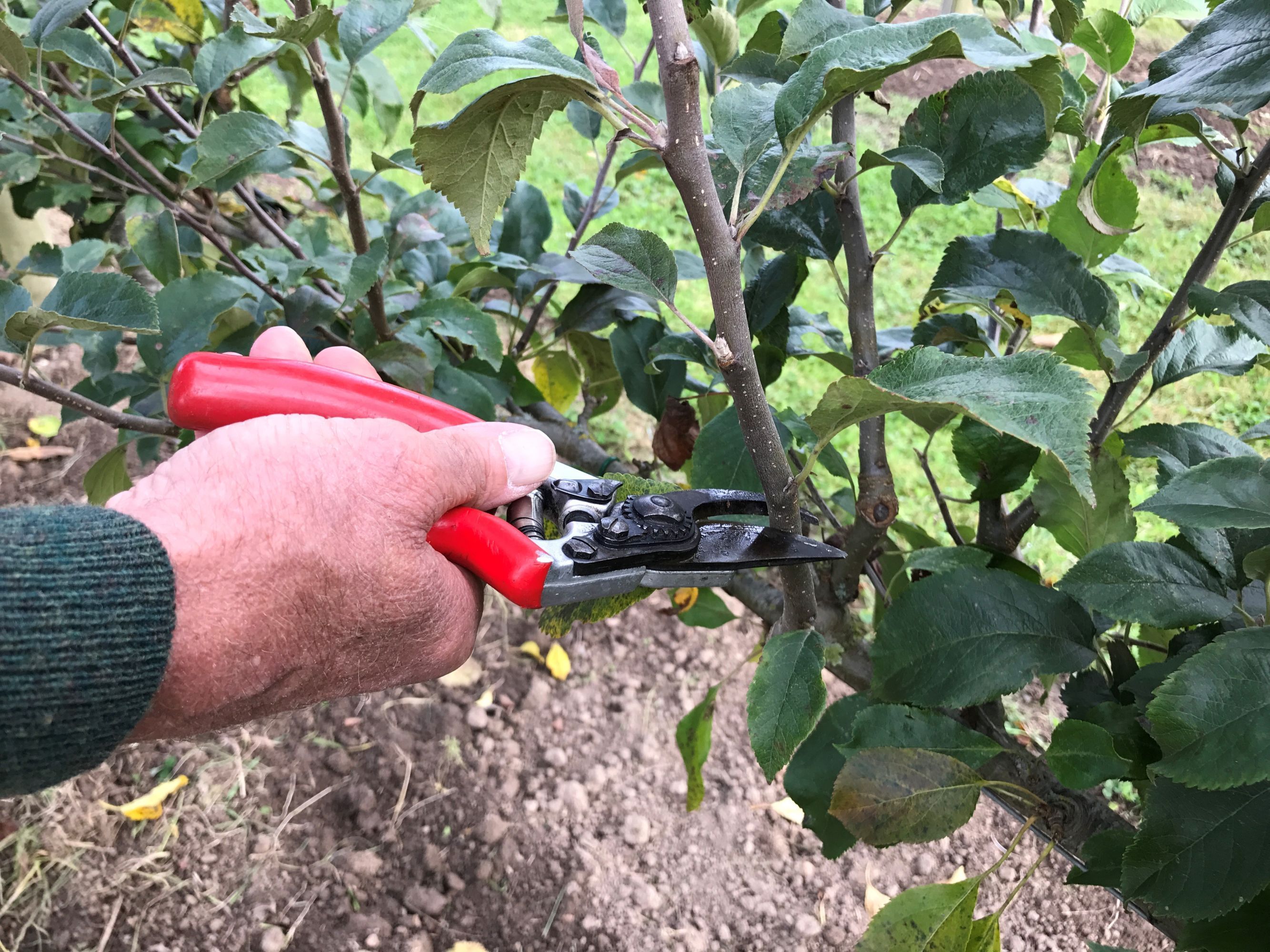 Use the right secateurs (Hannah Stephenson/PA)