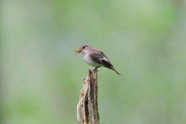 Pied flycatchers were least able to move their breeding but catch more winged insects for their young (Tom Wallis/PA)