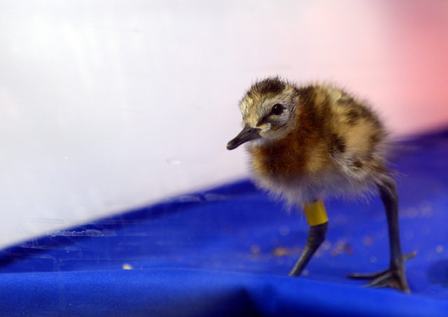 More than two dozen chicks were hand-reared before being released into the wild (Bob Ellis/WWT/PA)