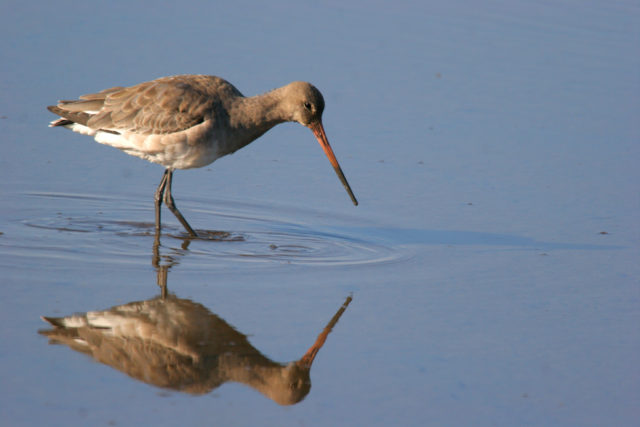 Project Godwit aims to boost the small breeding population of the wading bird to help secure its future in the UK (WWT/PA)