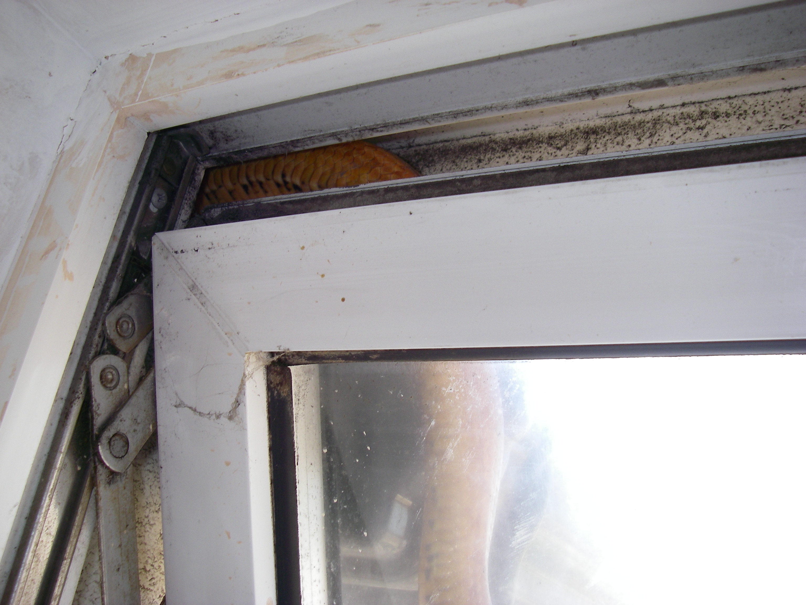 Snake visible through an upstairs window after escaping on to the roof of a home in Portsmouth (RSPCA)