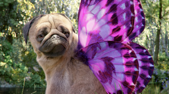 The Puggerfly with wings