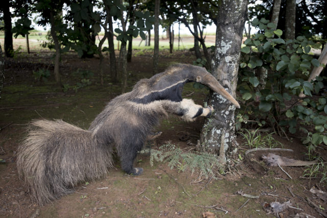Experts decided the anteater in the winning image was too similar to a taxidermy animal on display at the national park where the picture was taken (Anonymous third party)