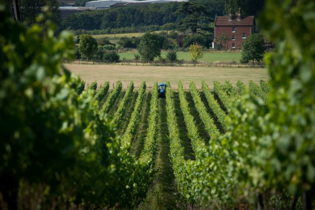 Kit's Coty Vineyard, Chapel Down